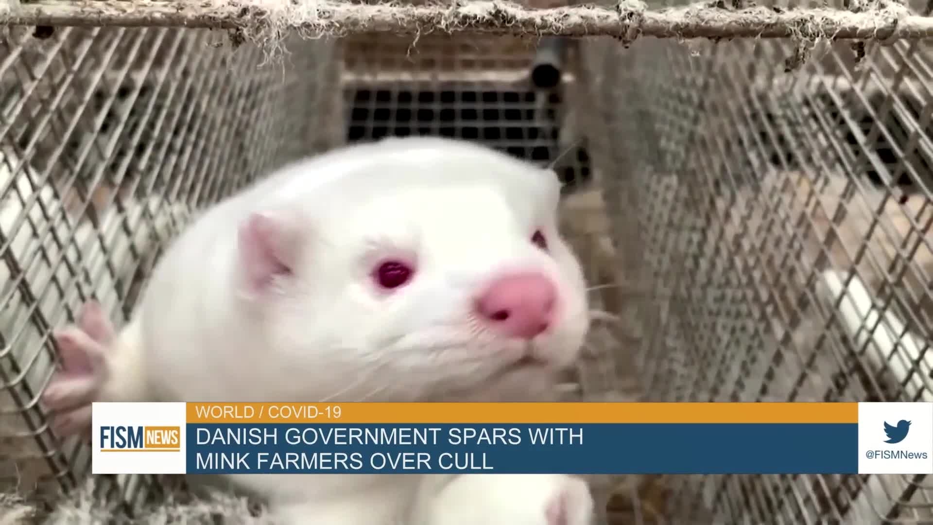 Danish Government Spars With Mink Farmers Over Cull