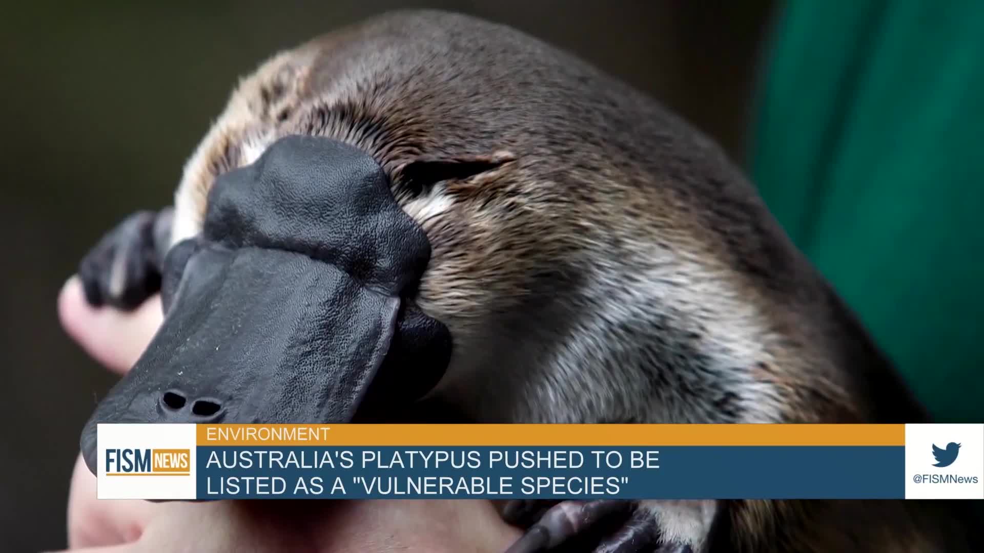 Australia’s Platypus Pushed To Be Listed As A “Vulnerable Species”