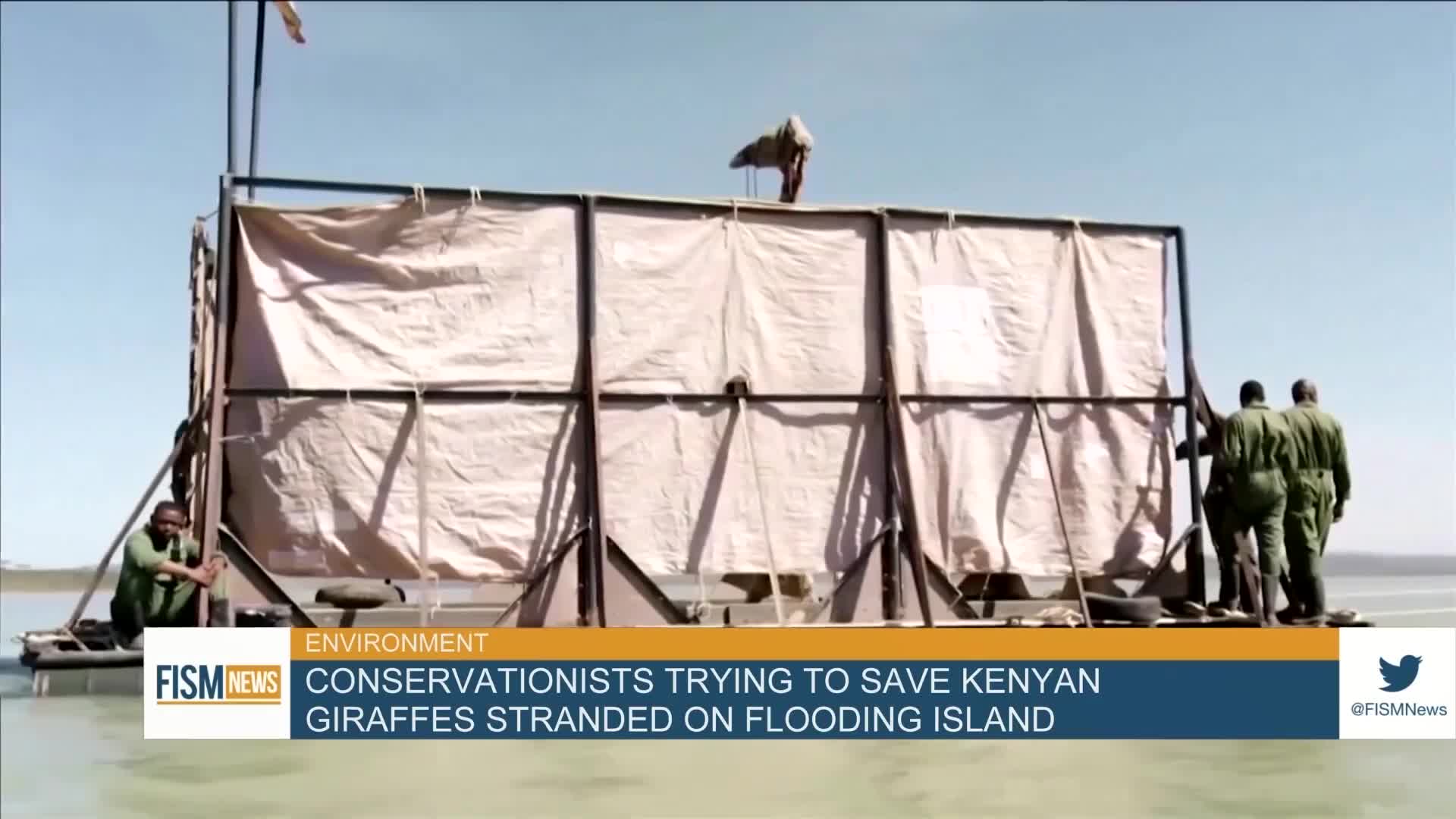 Conservationists Trying To Save Kenyan Giraffes Stranded On Flooding Island