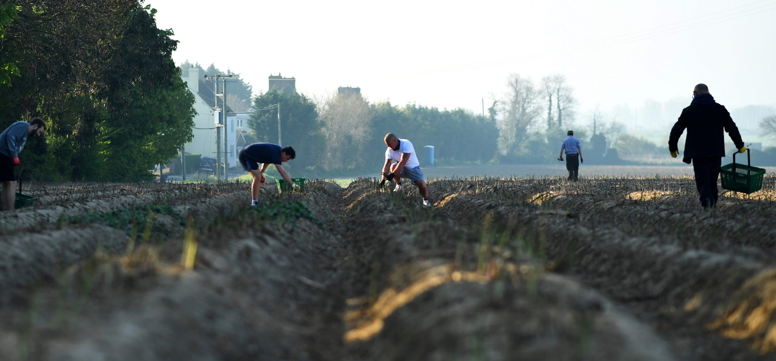 Lockdown Draws Out-Of-Work Britons To Farming Jobs