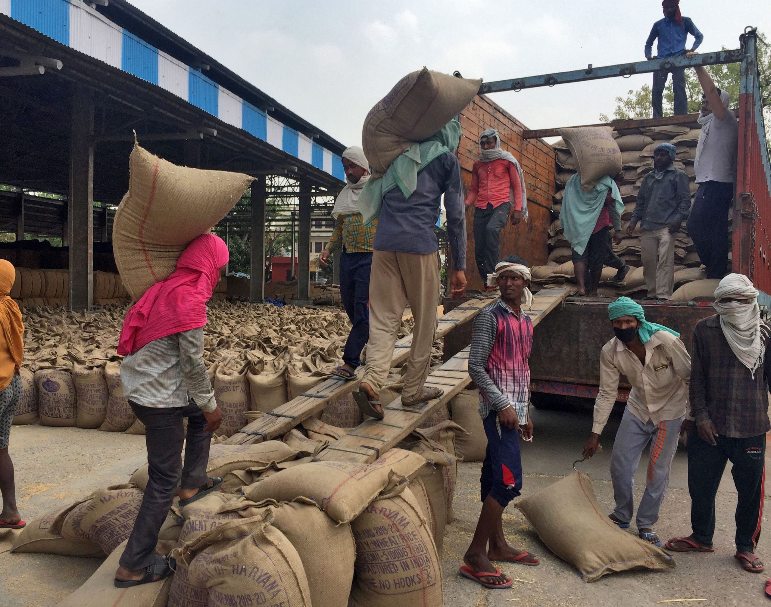 India’s Farmers Gather Record Wheat Crop, But Cannot Move It