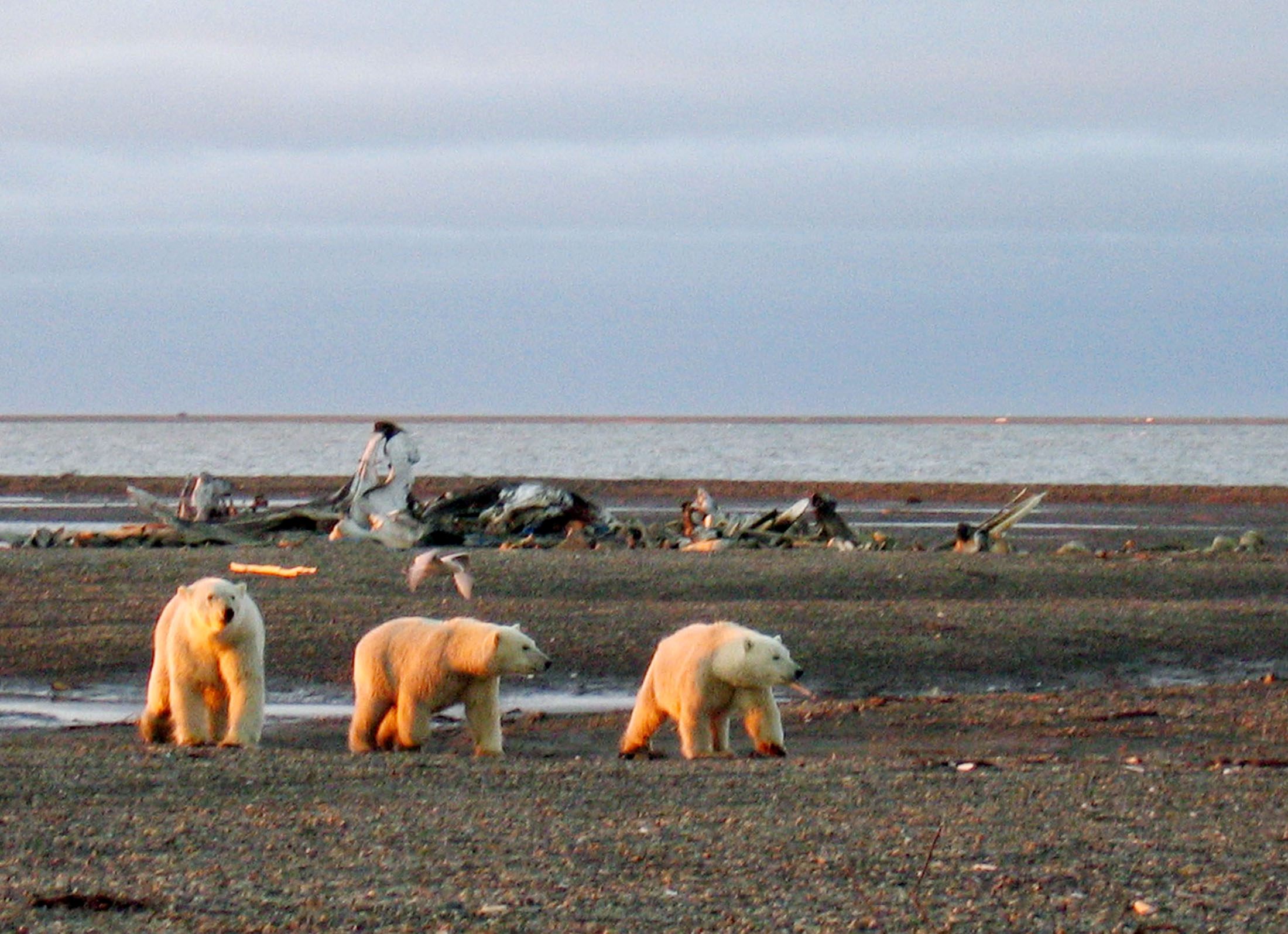 Trump Administration Approves Oil Drilling On Alaska’s Arctic National Wildlife Refuge