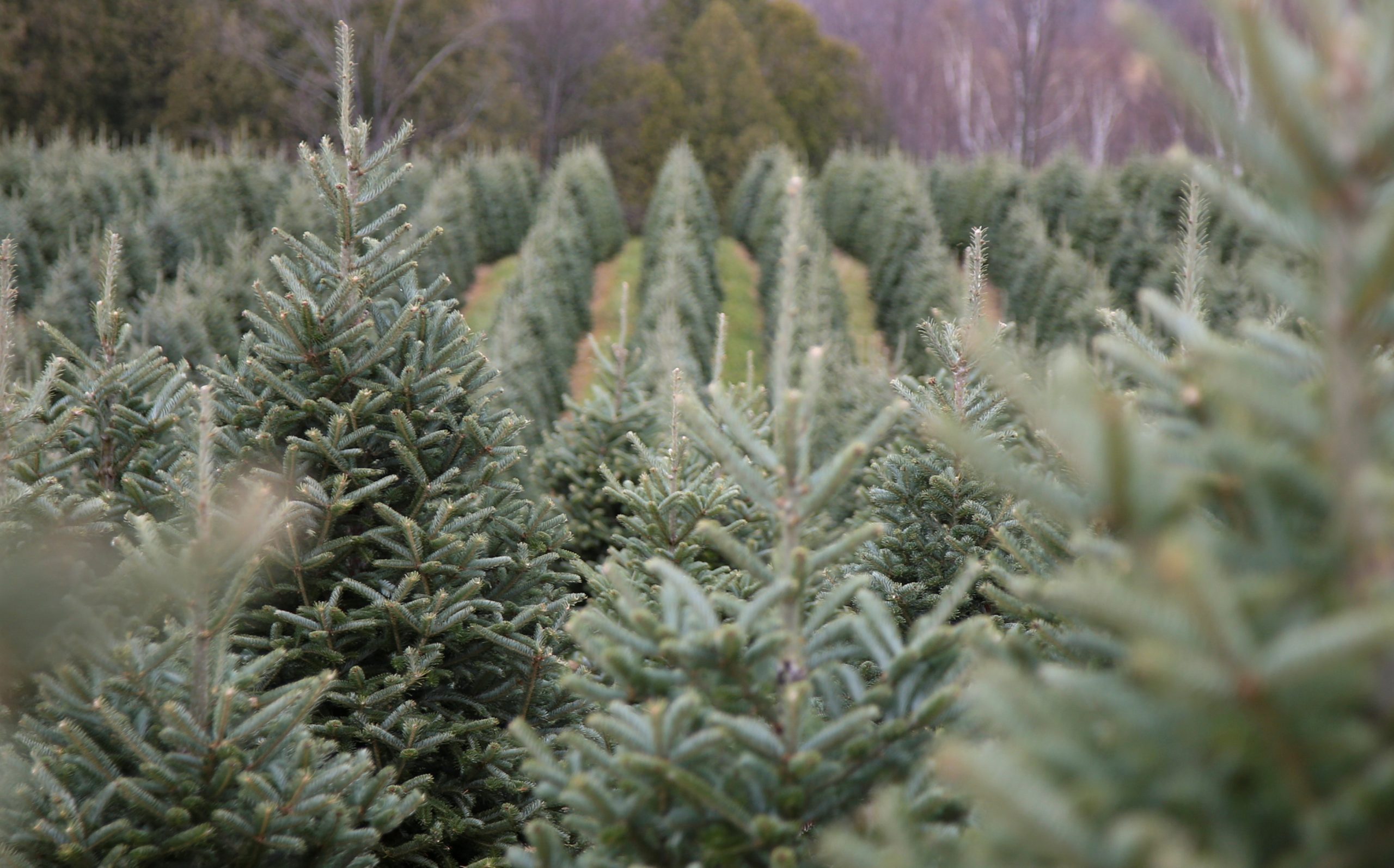 Supply chain issues become the new Grinch, causing a Christmas tree shortage