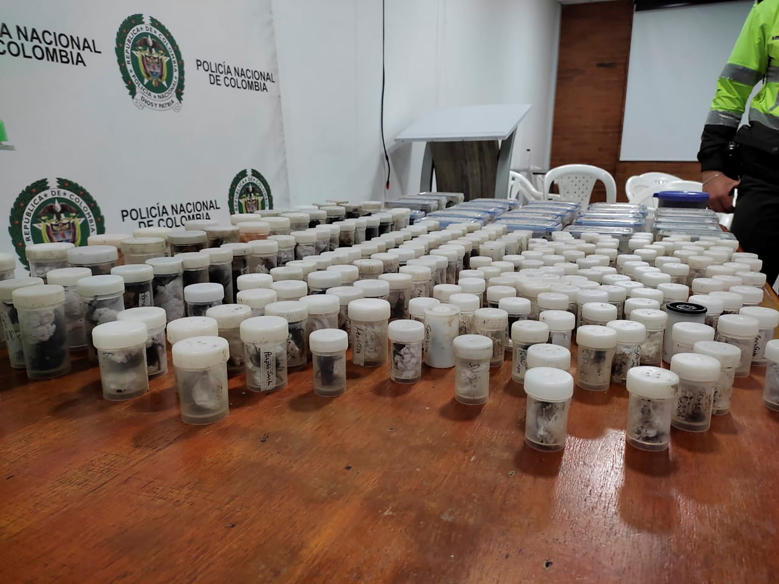 Colombia seizes hundreds of arachnids being illegally smuggled to Europe