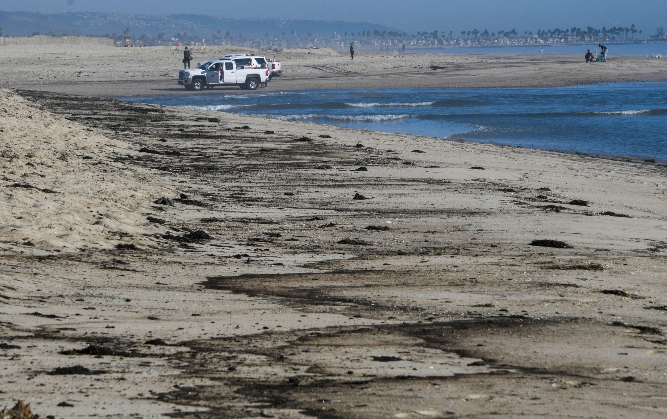 Massive oil spill in New Orleans killing thousands of wildlife