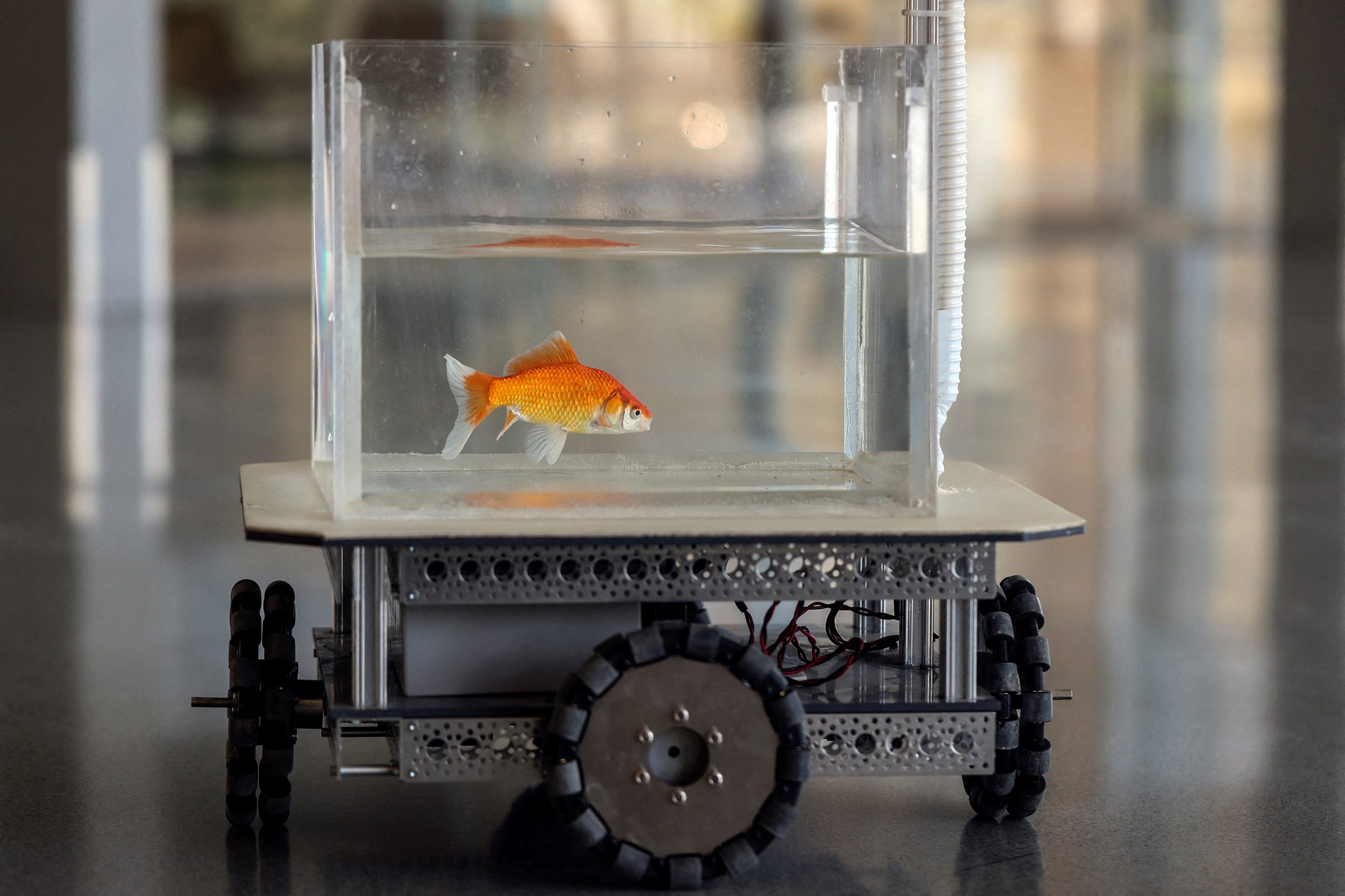 Israeli researchers teach fish how to drive