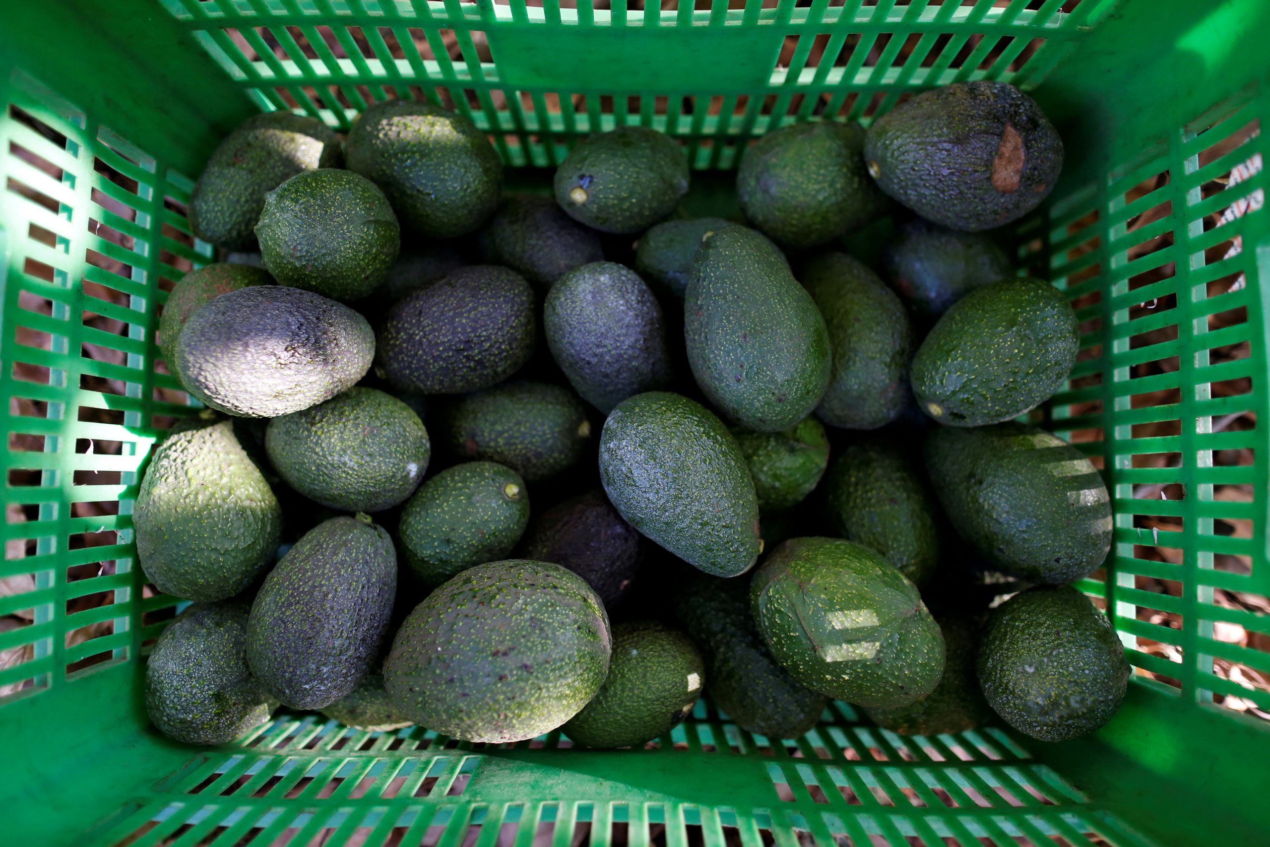 Avocado imports from Mexico banned over security concerns