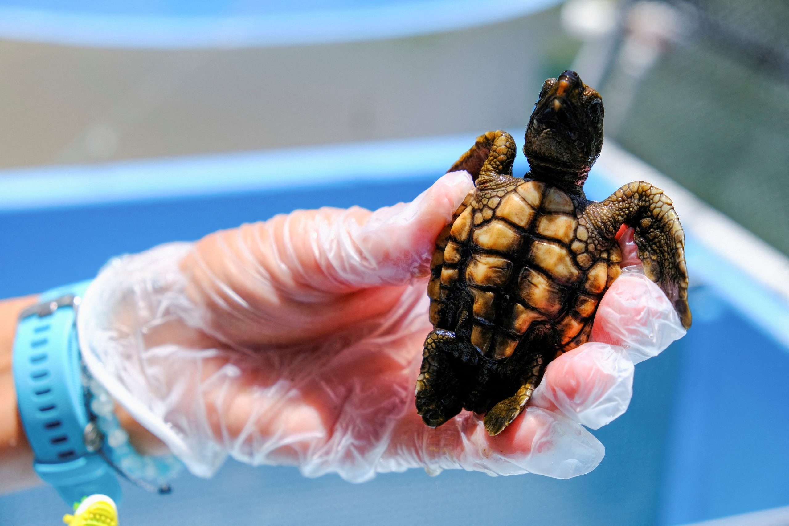 Hot summers resulting in most of Florida’s turtles being born female