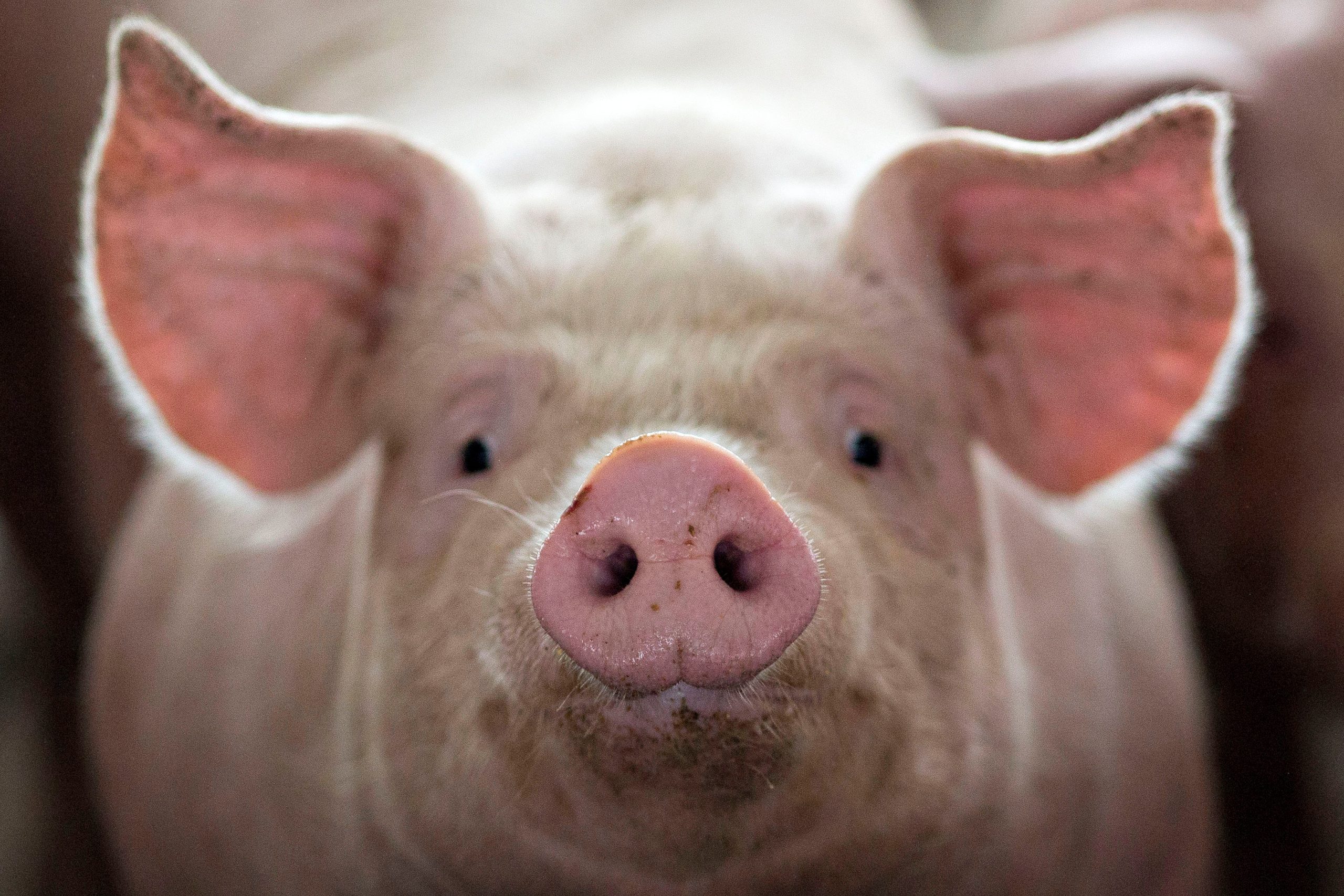 Zombie swine? Organ decay halted, cell function restored in dead pigs