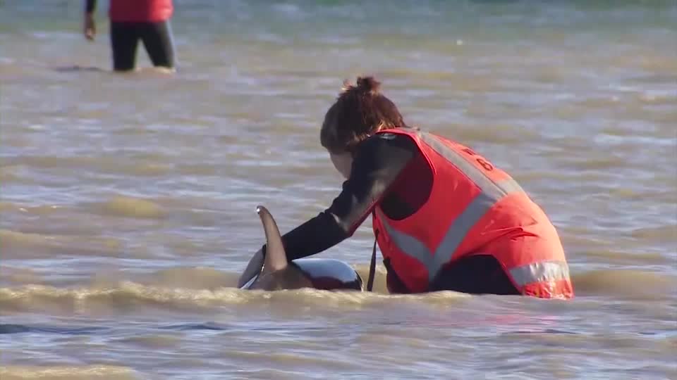 Baby dolphin improving after nearly drowning off Thailand coast