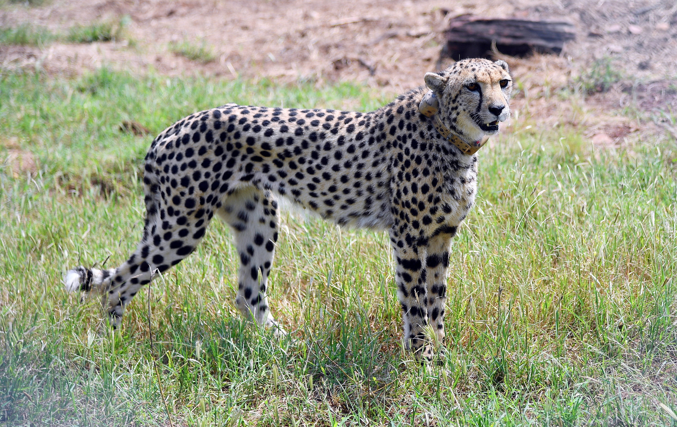 Cheetahs return to India after 70-year absence