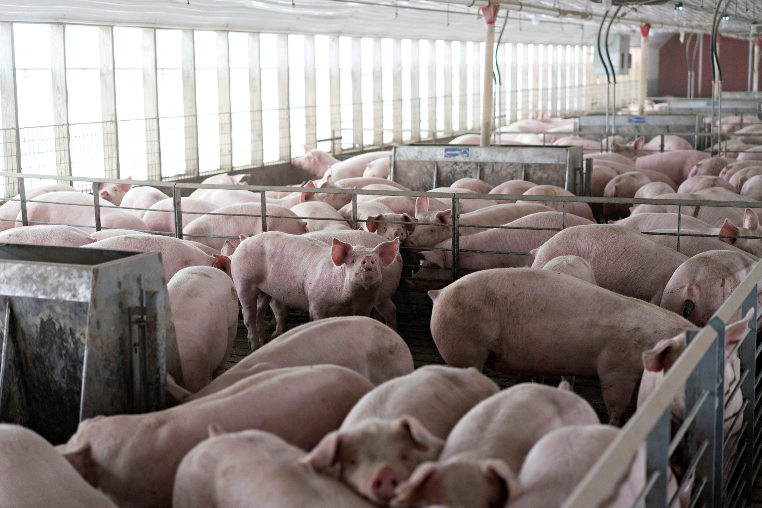 Supreme Court weighs pork industry challenge to California law