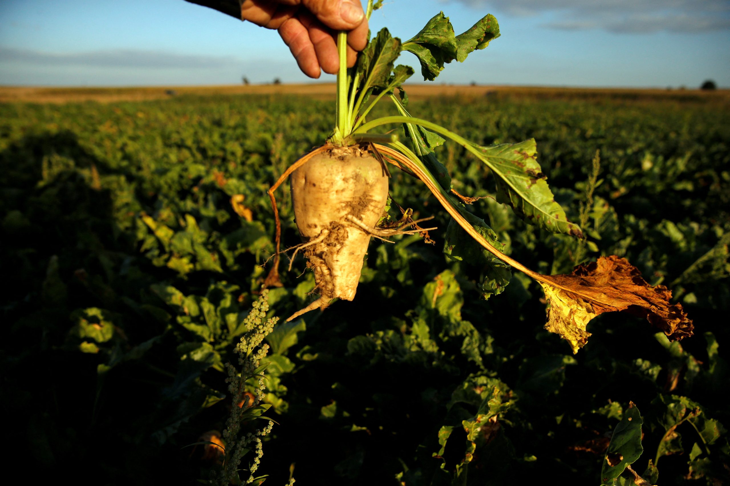 Record-high EU sugar prices nearly tripled in the last year