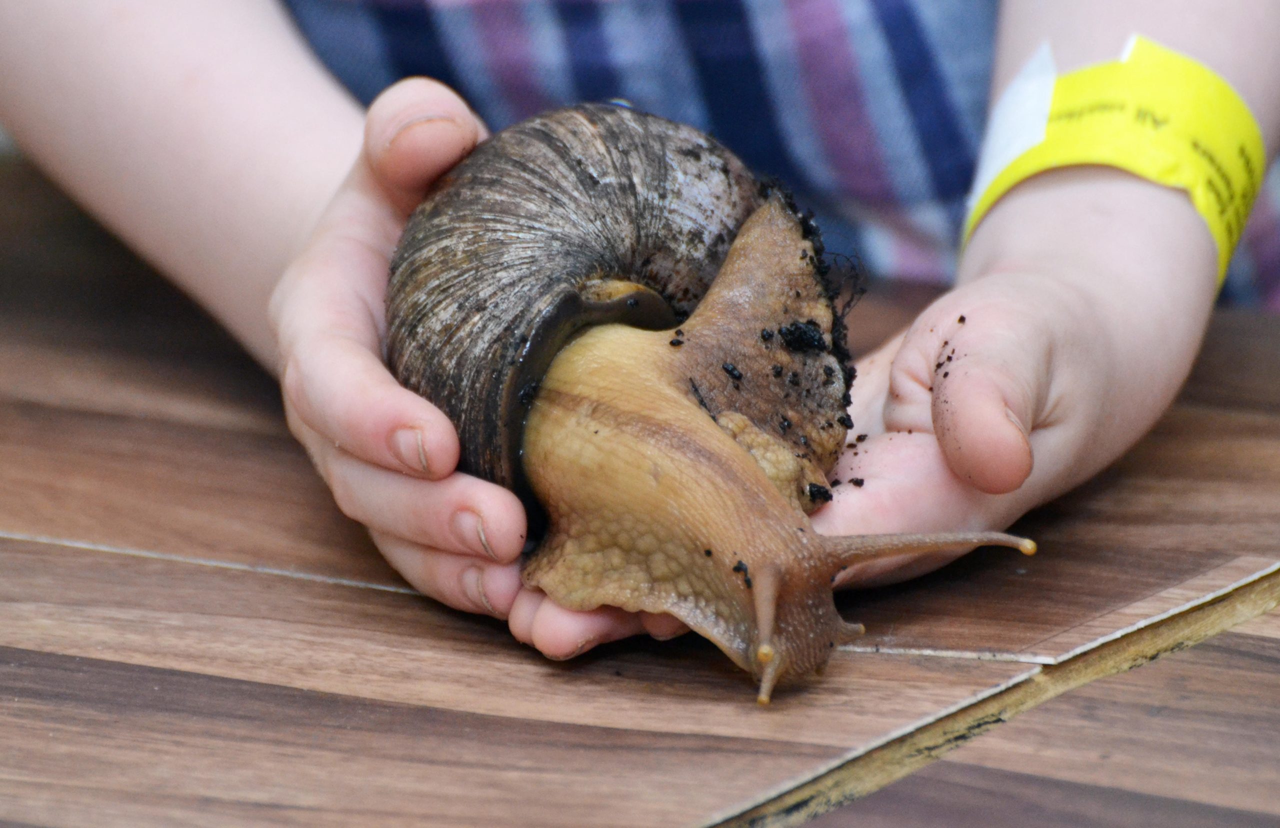 Slime crime – Viscous trail points customs agents to giant snail smuggling operation