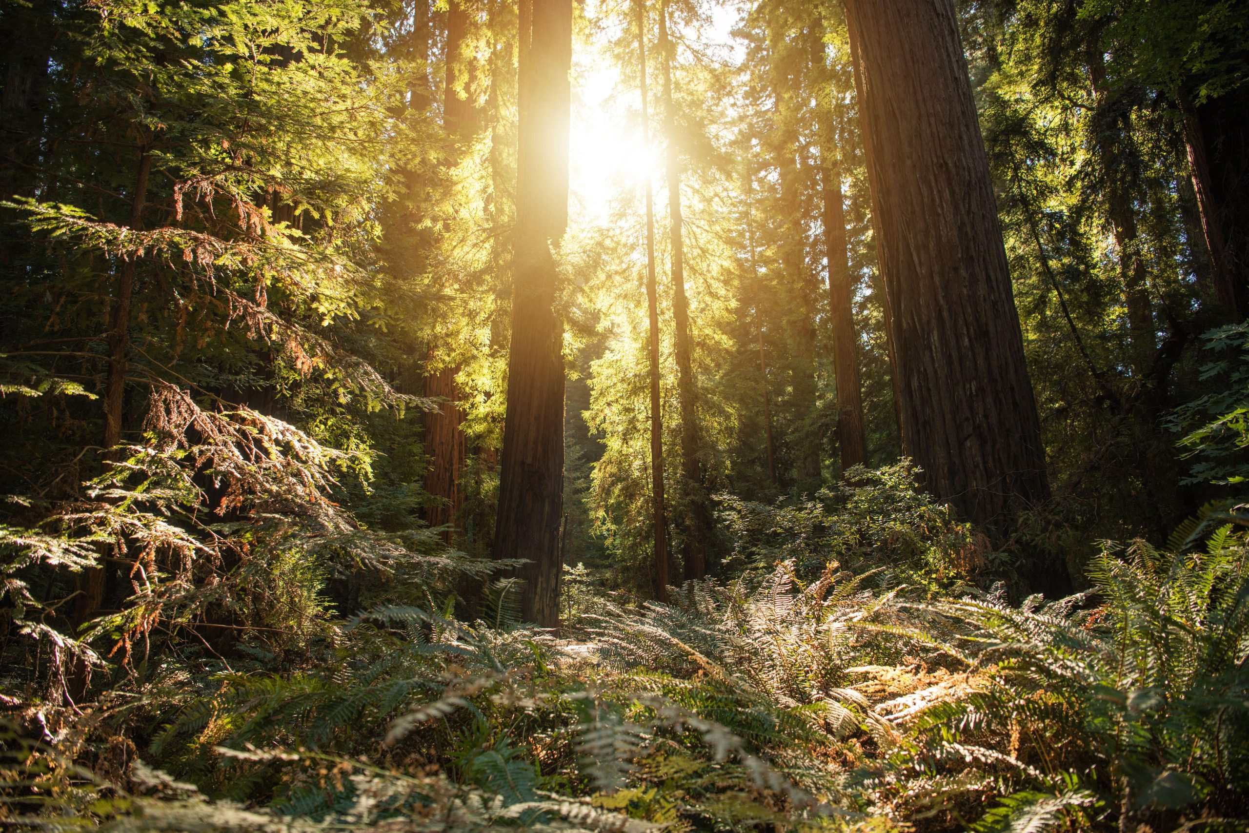 California reports increase in sightings of invasive jumping worm