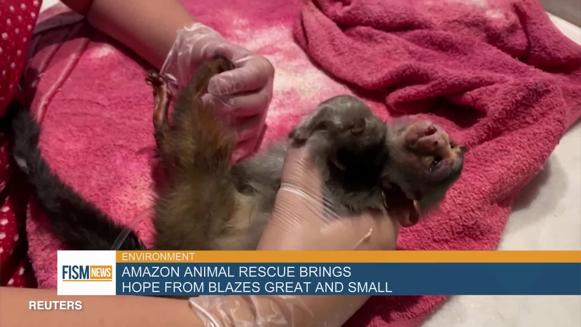 Amazon Animal Rescue Brings Hope From Blazes Great And Small