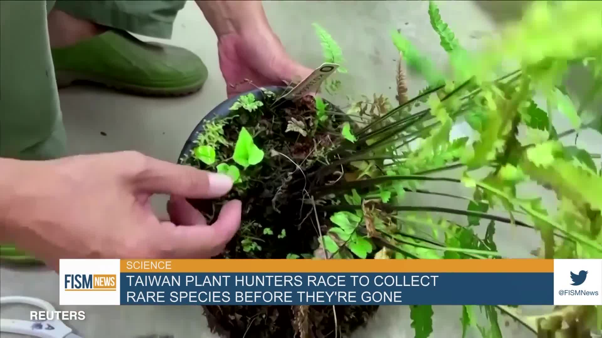 Taiwan Plant Hunters Race To Collect Rare Species Before They’re Gone