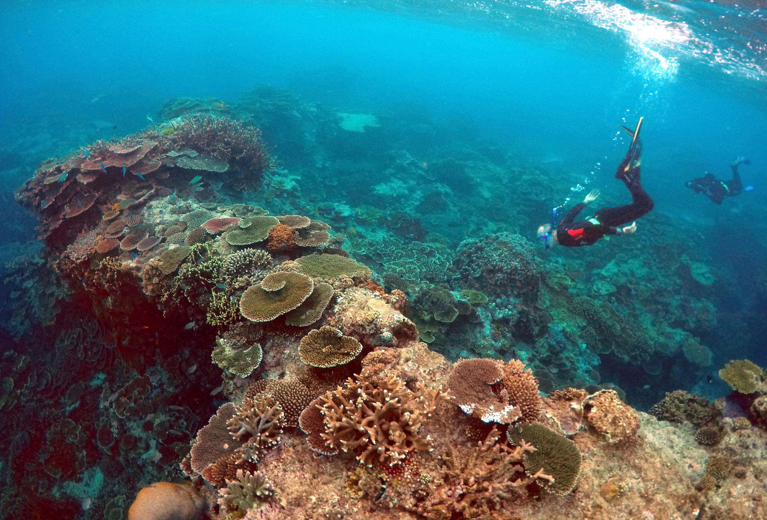 UN Irks Australia by recommending That Great Barrier Reef Be Listed ‘In Danger’