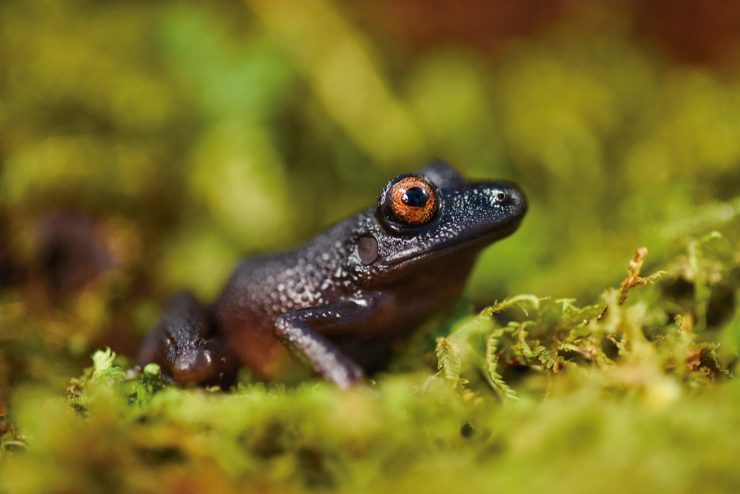 New And Rediscovered Species Found In Pristine Andes Of Bolivia