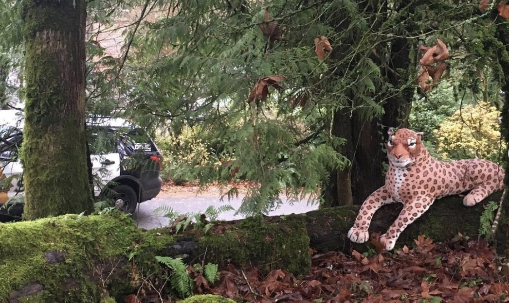 Cheetah On The Loose Causing Panic In Oregon Was A Stuffed Animal