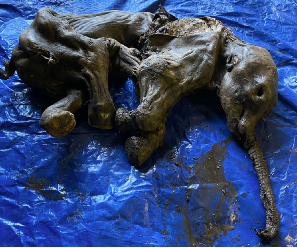 Struck gold: Nearly whole mummified mammoth found by Canadian gold miner