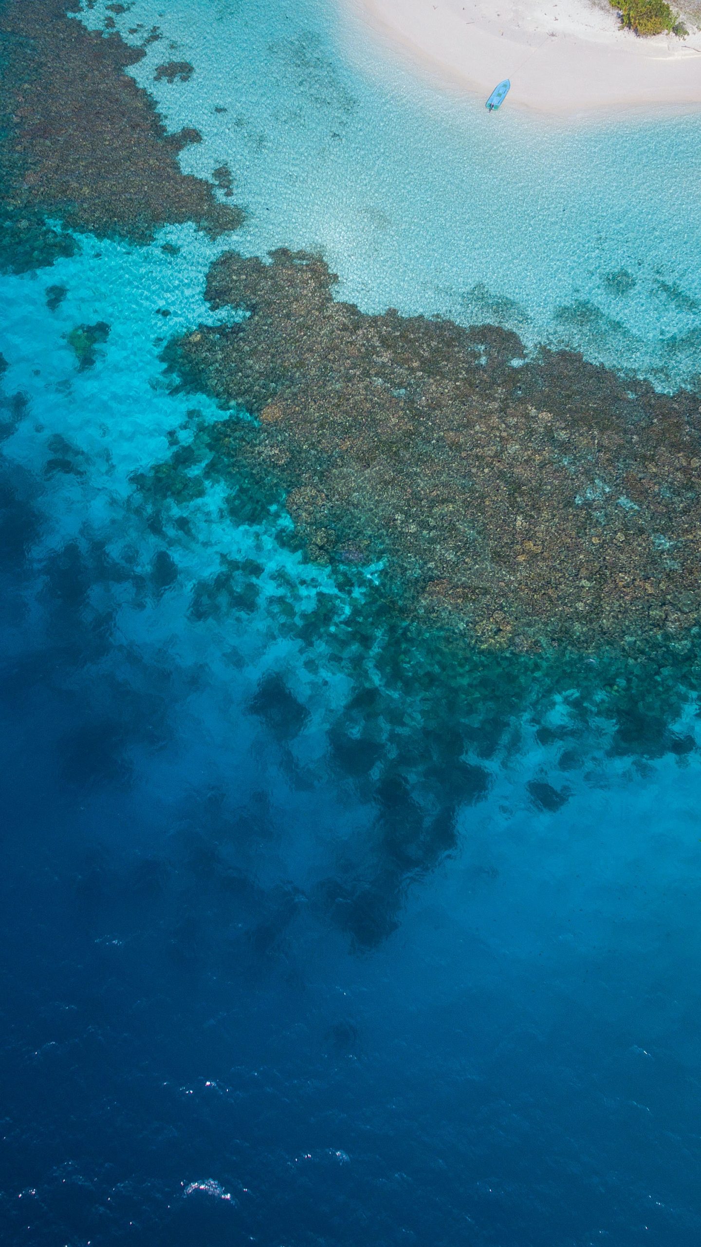 Florida Aquarium Announces Breakthrough For Great American Reef Repopulation