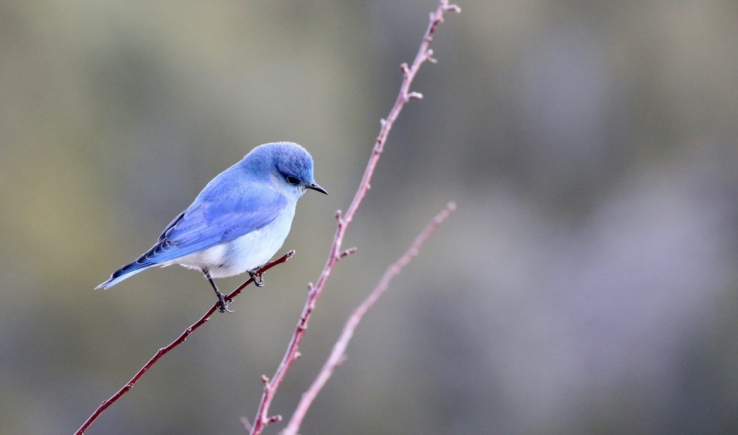 Bird Bot: AI Trained To Identify Individual Small Birds