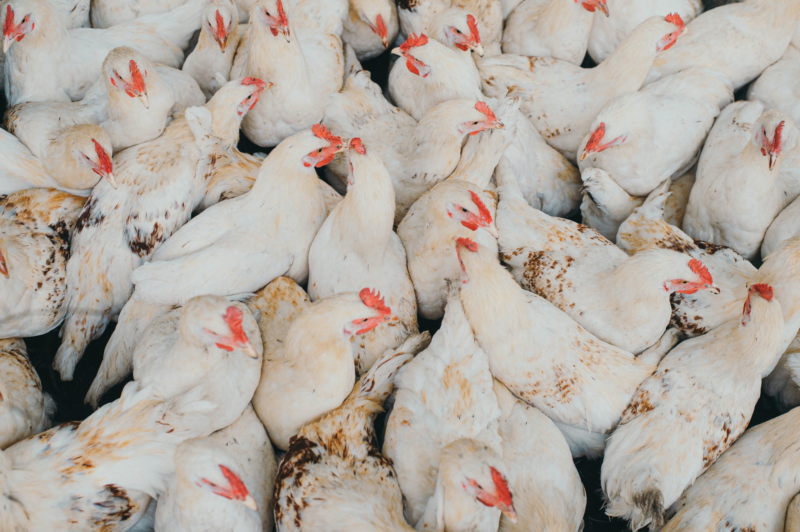 23 million birds killed in wave of avian influenza