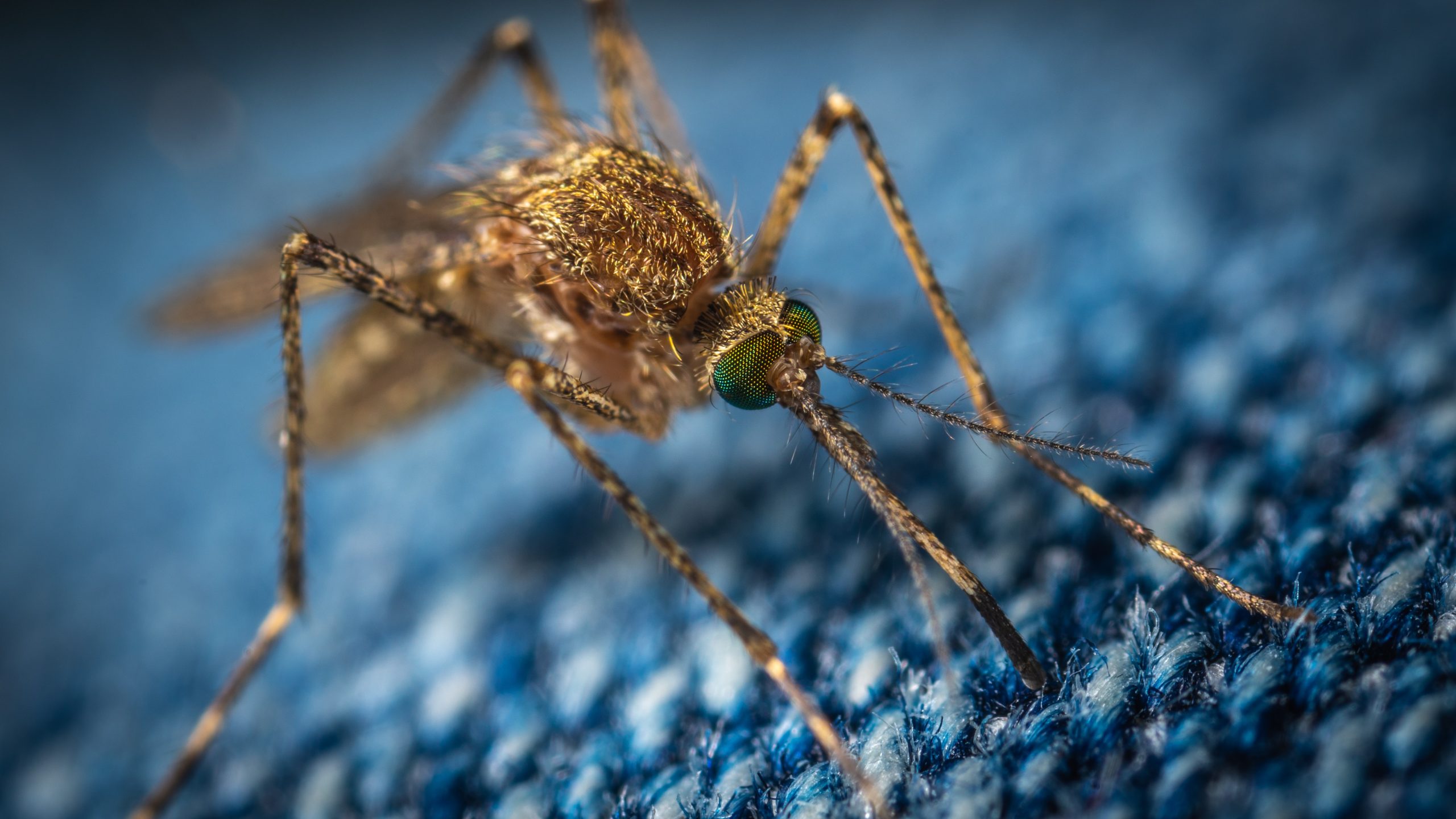 New study uses mosquitoes to administer malaria vaccine