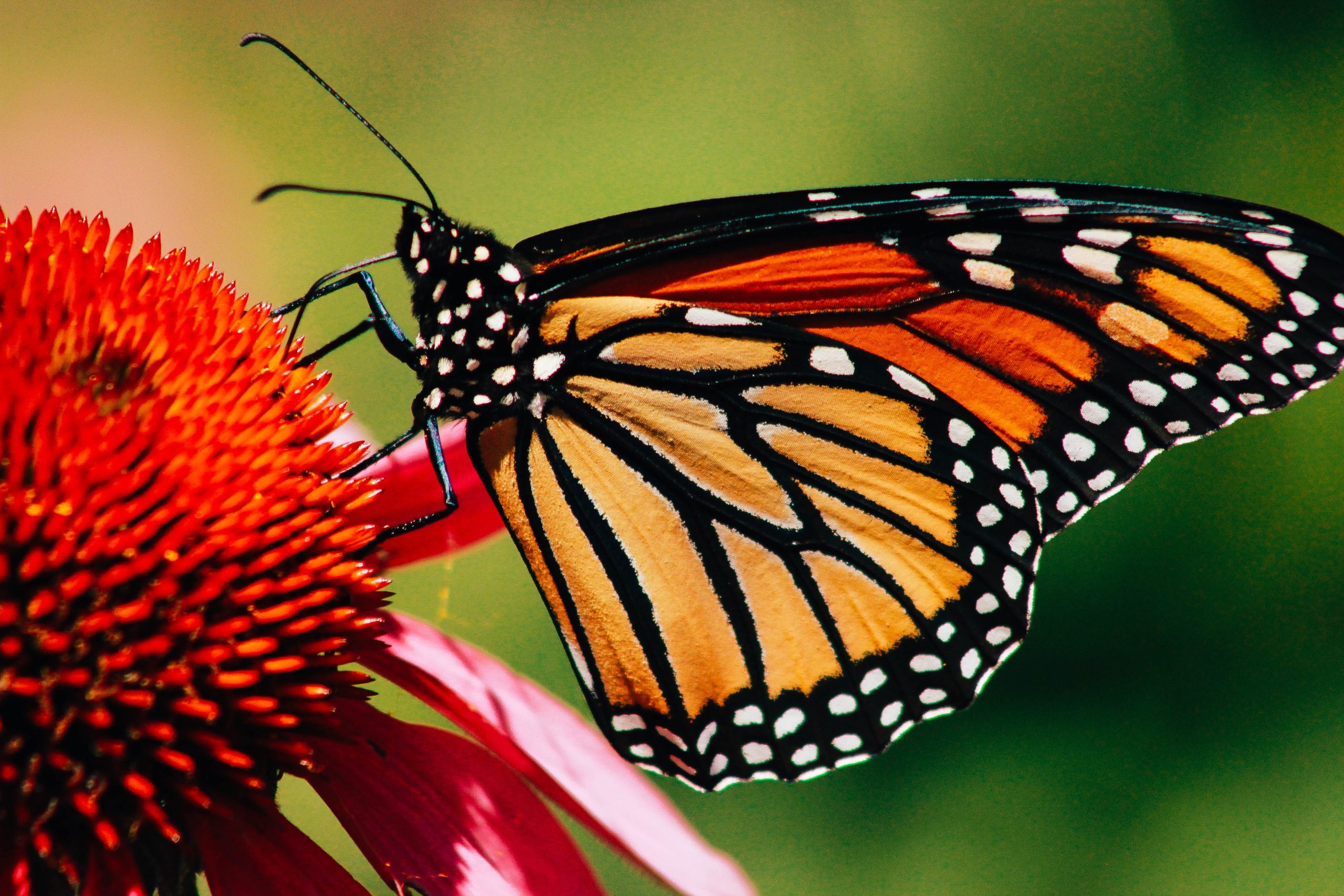 Monarch butterflies added to endangered species list, but there are ways to help