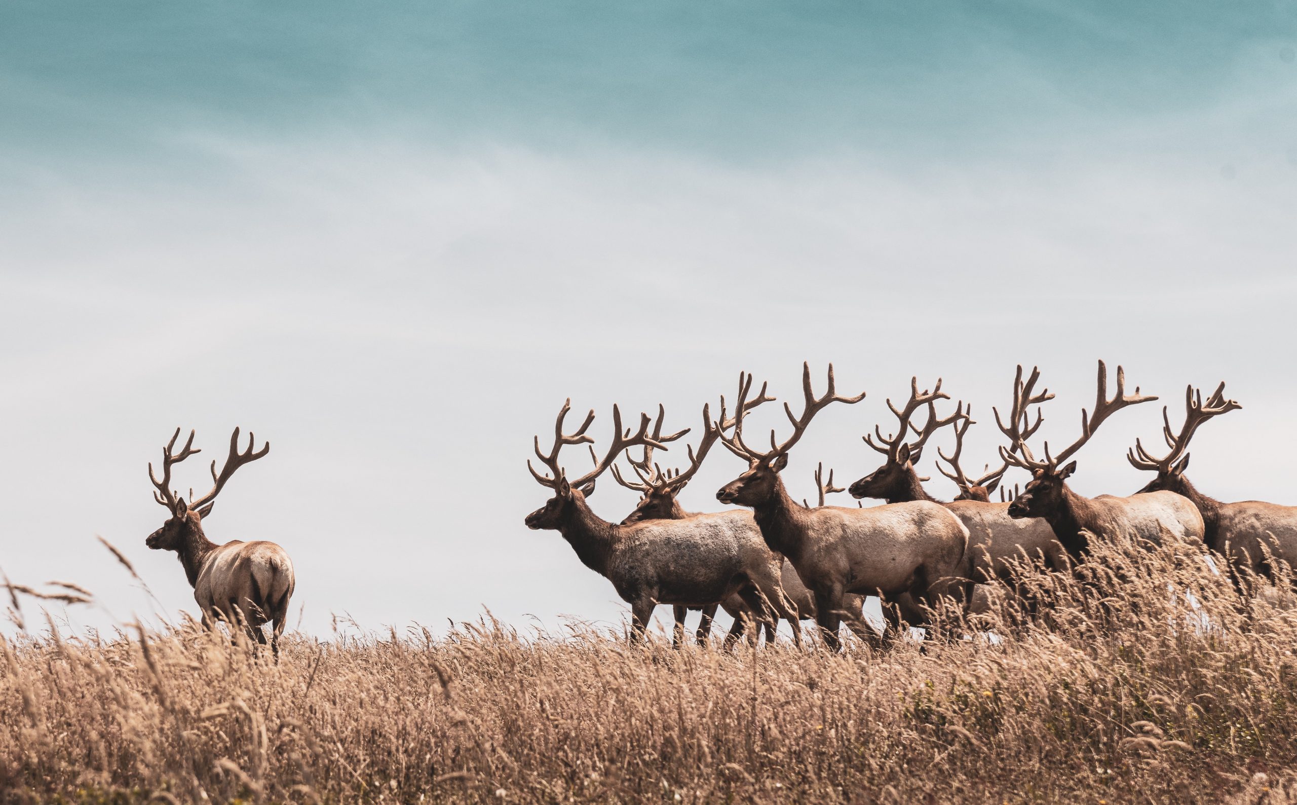 Elusive elk finally freed from tire stuck around its neck