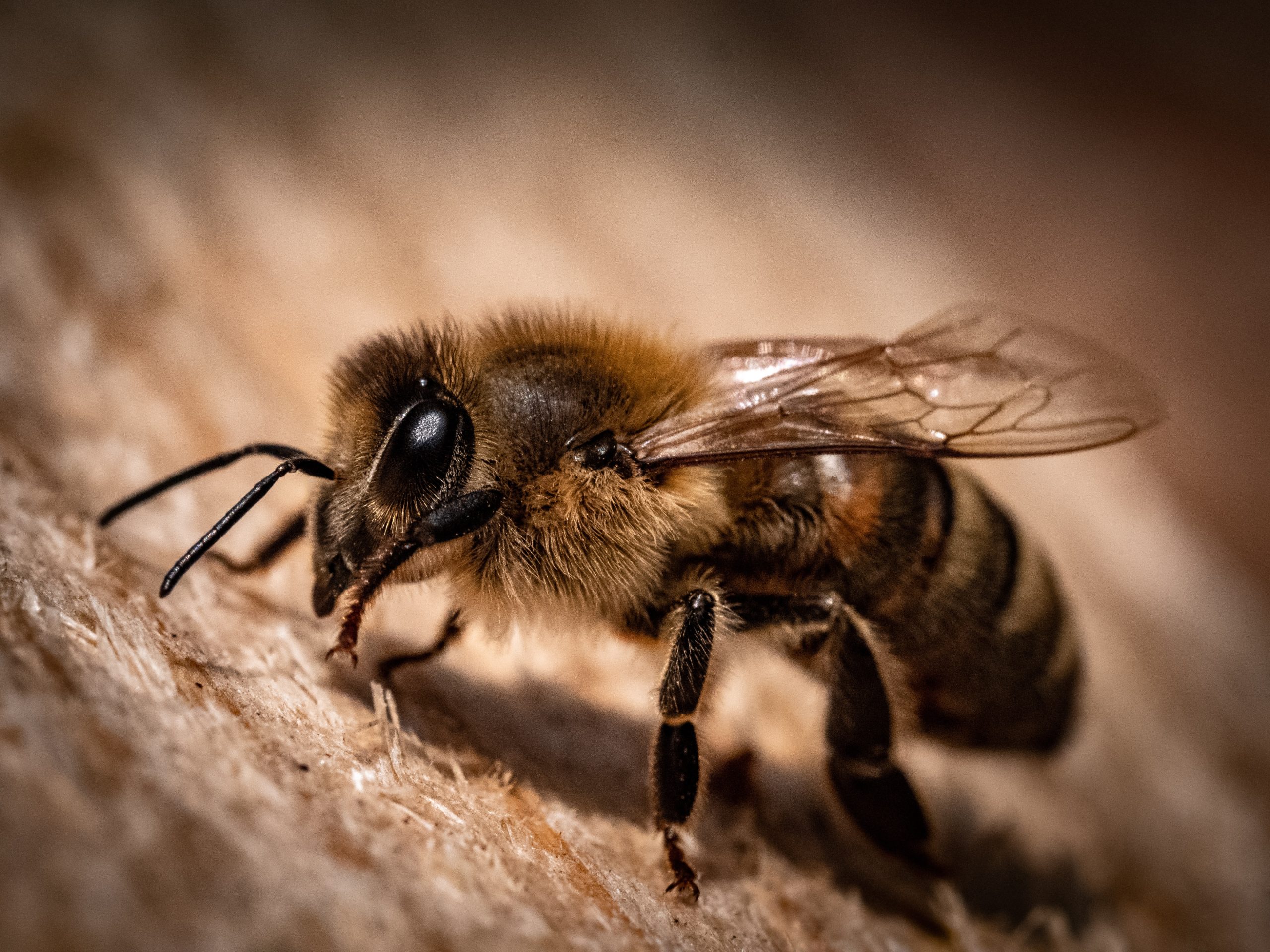 Breakthrough: New study shows bee venom could hold key to breast cancer treatment