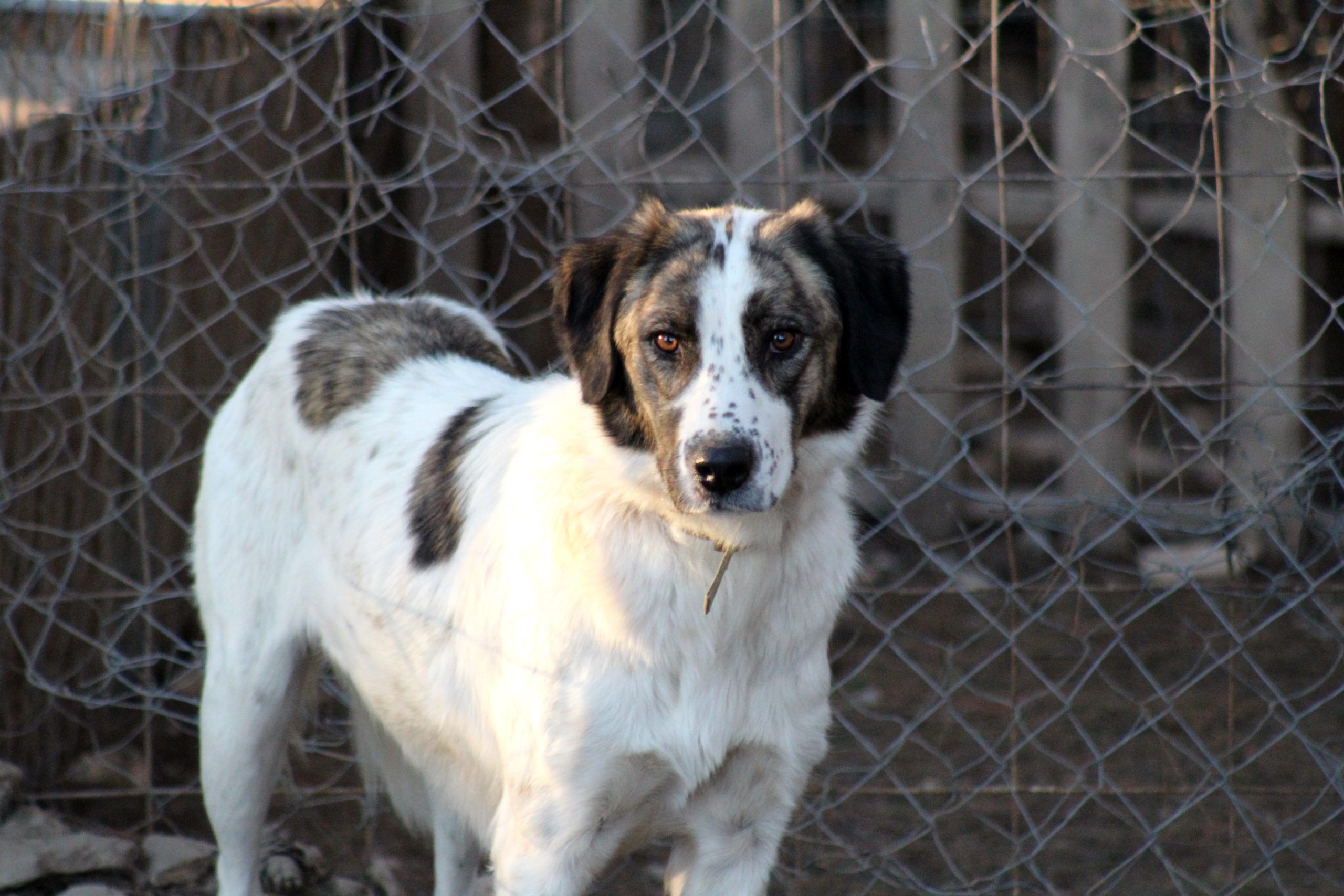 Animal shelters reaching full capacity as owners return their pandemic pets