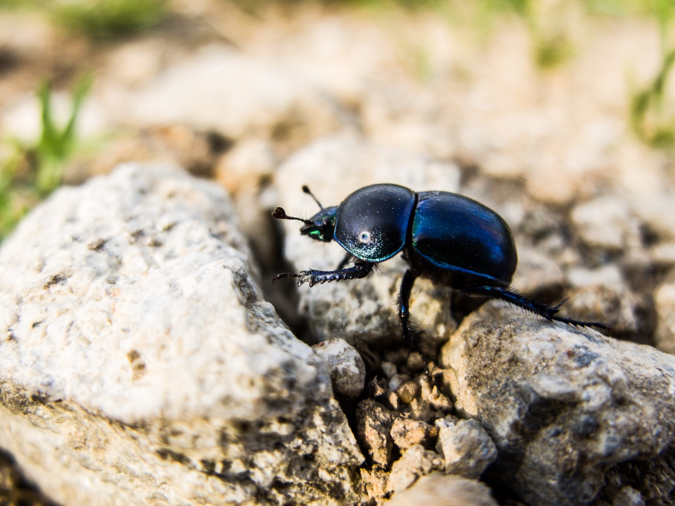 Offensive Bugs Must Be Renamed According to Entomological Society