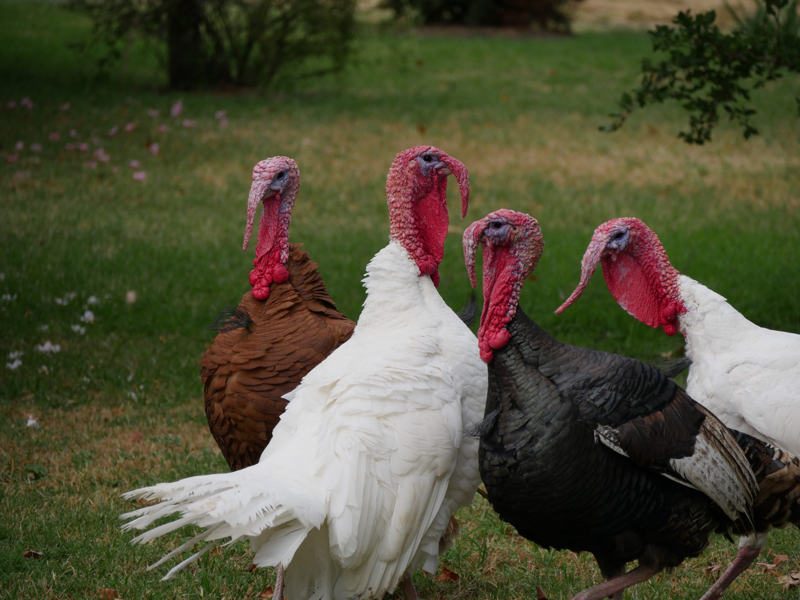 Indiana turkeys, Peanut Butter and Jelly, to be pardoned by President Biden 