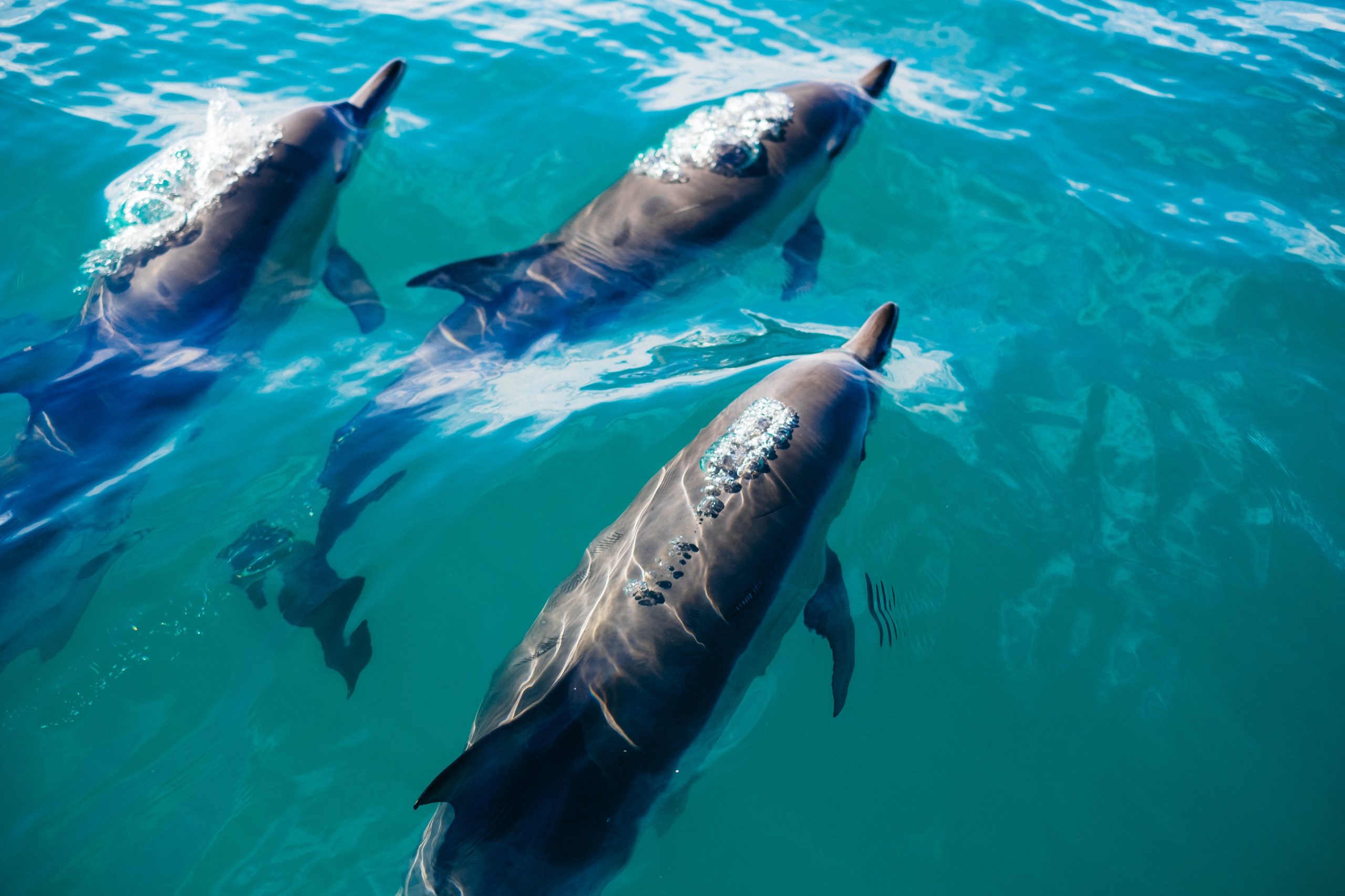 Satellite imagery shows Russia deployed military-trained dolphins