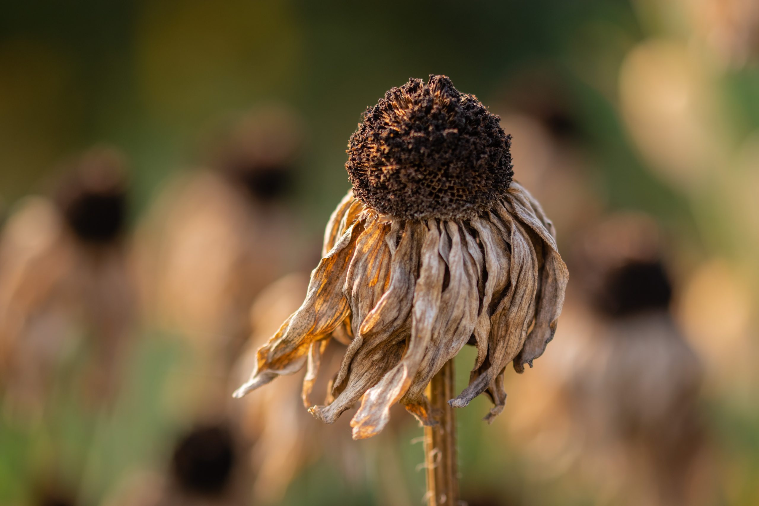 Southwest U.S. experiences worst drought in 1200 years, study finds