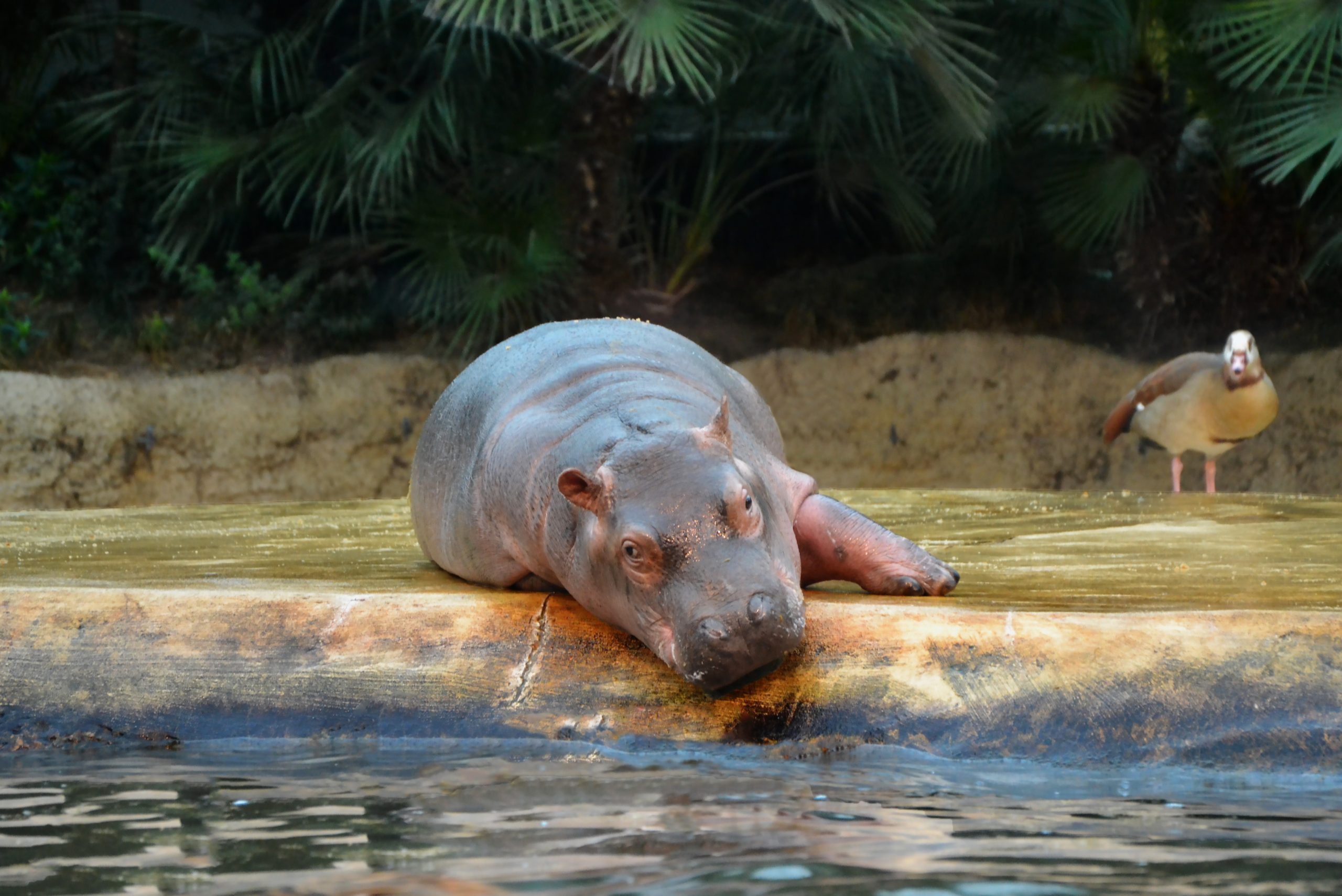 Cincinnati Zoo welcomes baby hippopotamus, sibling to the famous Fiona