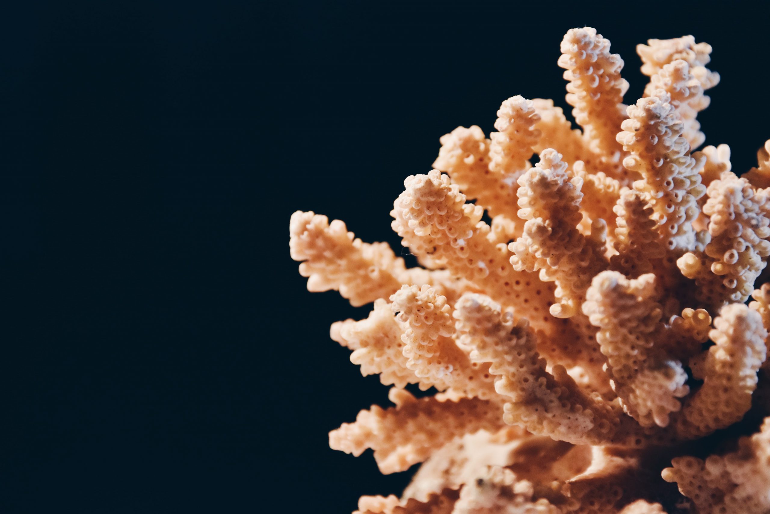 Pristine coral reef unblemished by warming oceans found off Tahiti