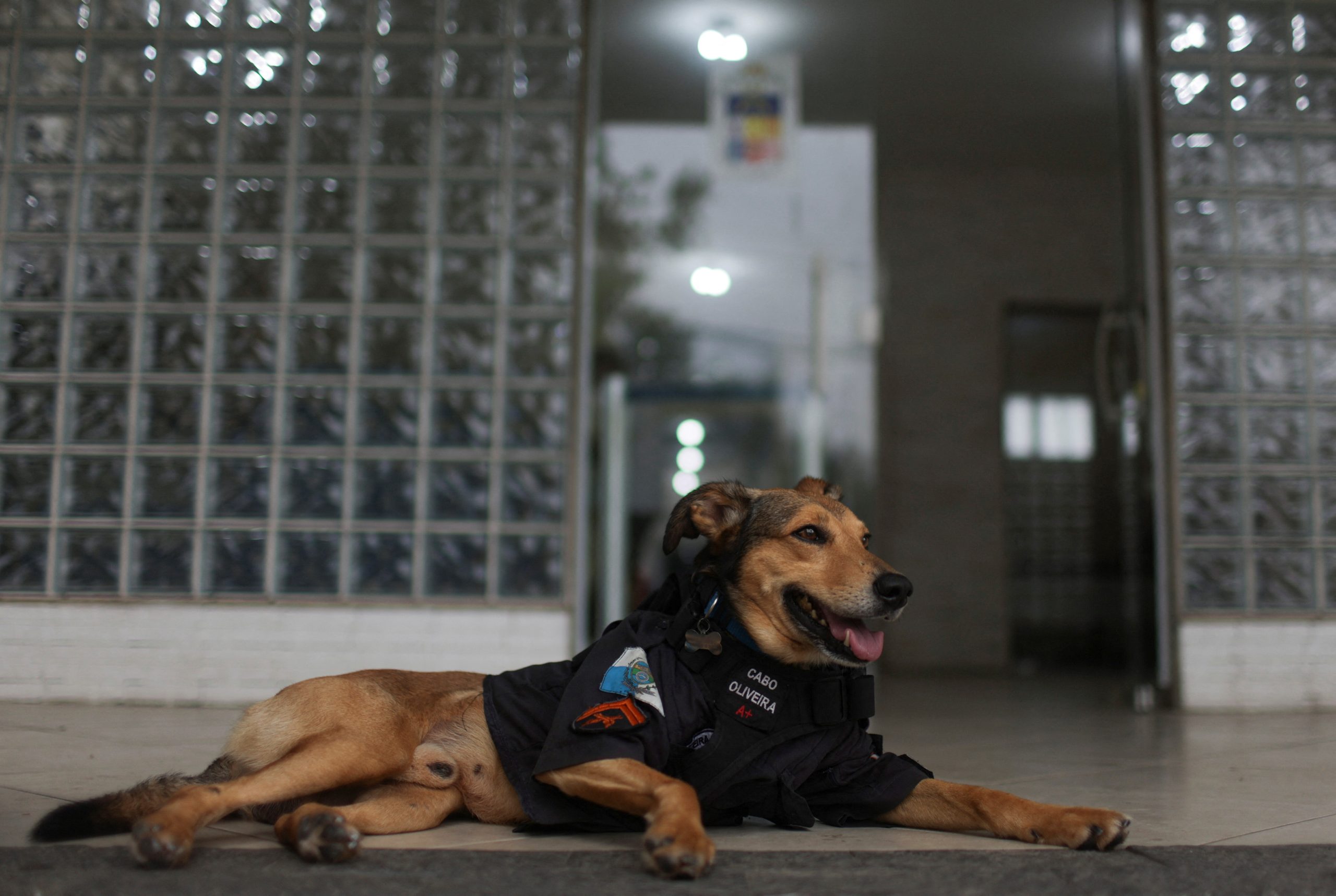 Brazil’s furriest police corporal becomes internet sensation