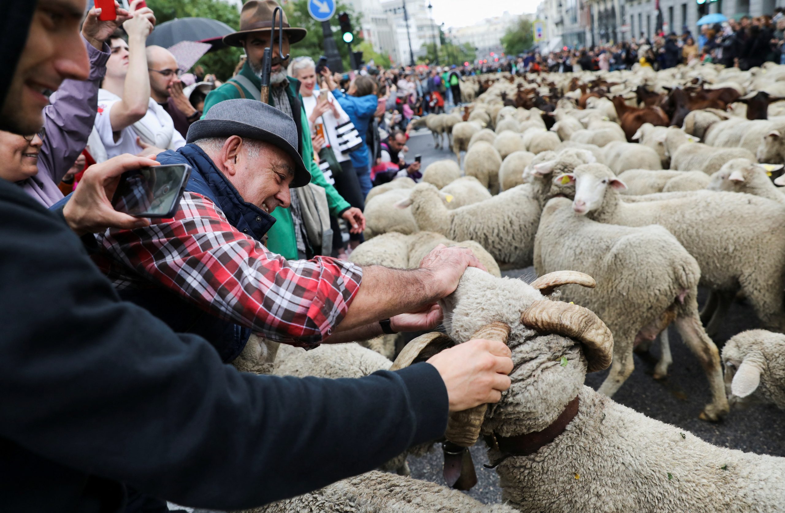 Sheep take over Madrid’s streets as they head for winter pastures