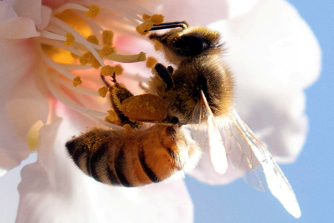 ‘Bee’ Gone: USDA approves first-of-its-kind vaccine for honeybees