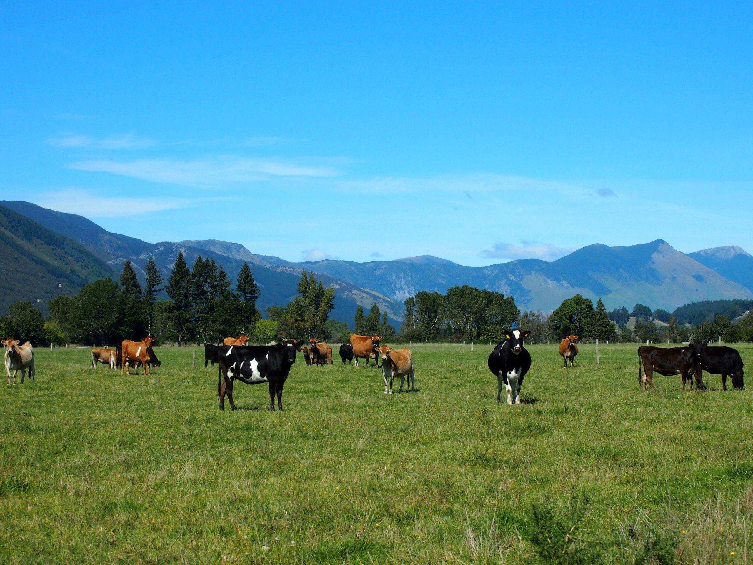 New Zealand farmers sour on Ardern’s Labour, complicating new PM’s path