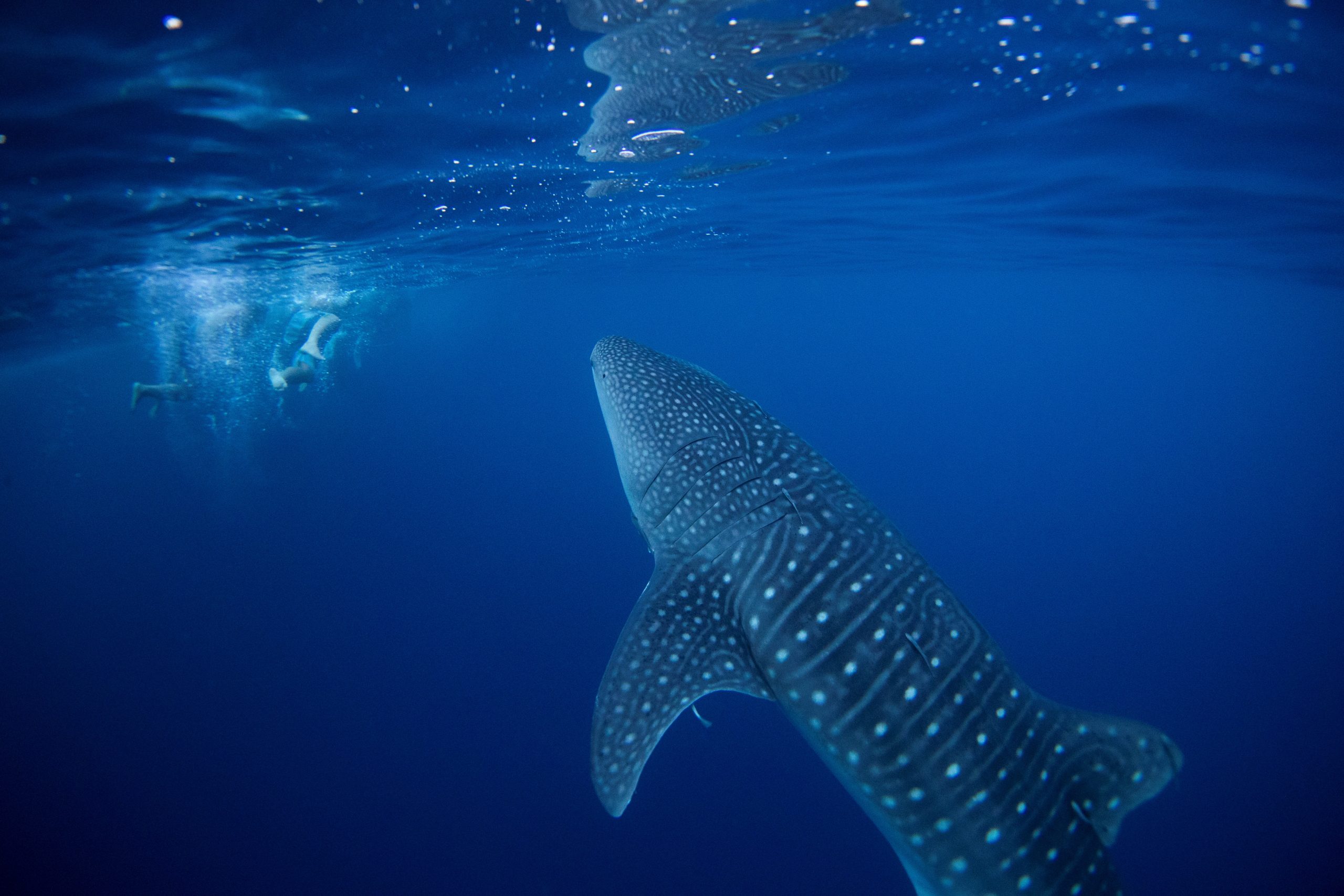 Nations agree on historic oceans treaty, but implementation won’t be easy