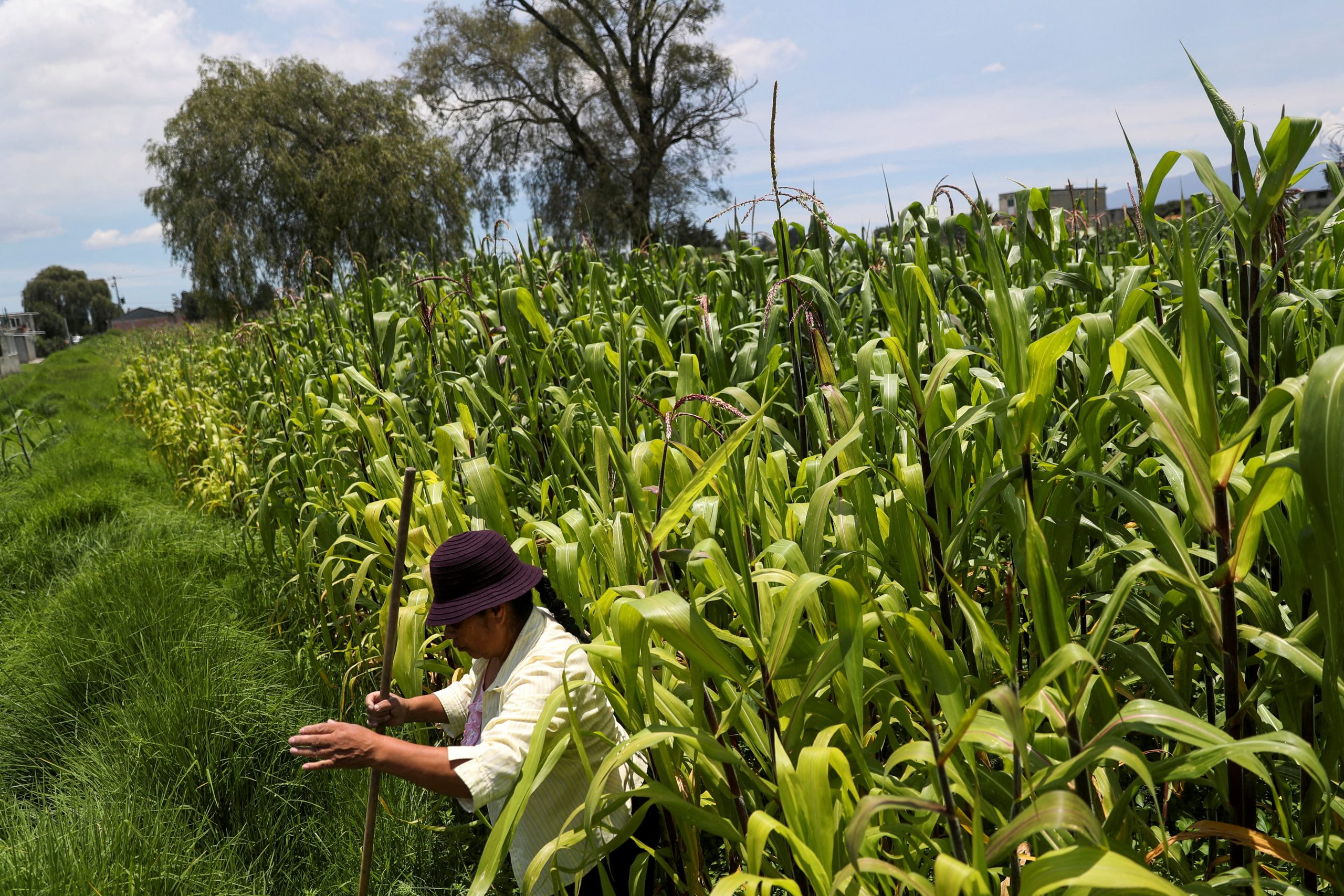 Explainer: What is the US-Mexico GMO corn dispute about?