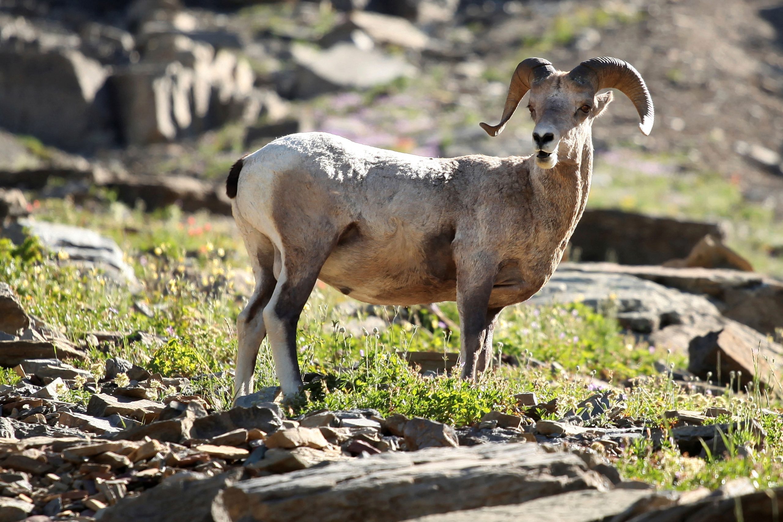 Biden declares two public land areas in Nevada, Texas protected national monuments