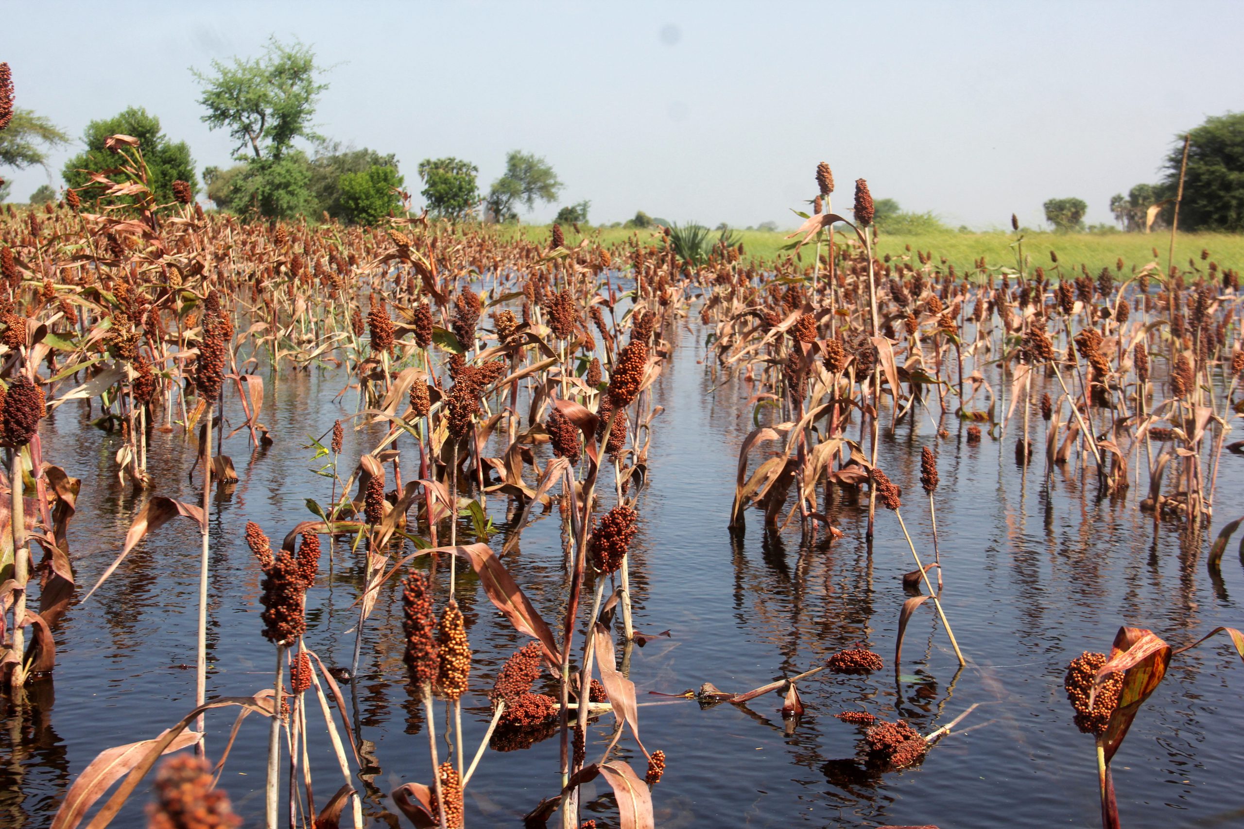 West Africa faces acute food shortages with thousands near famine, say UN agencies