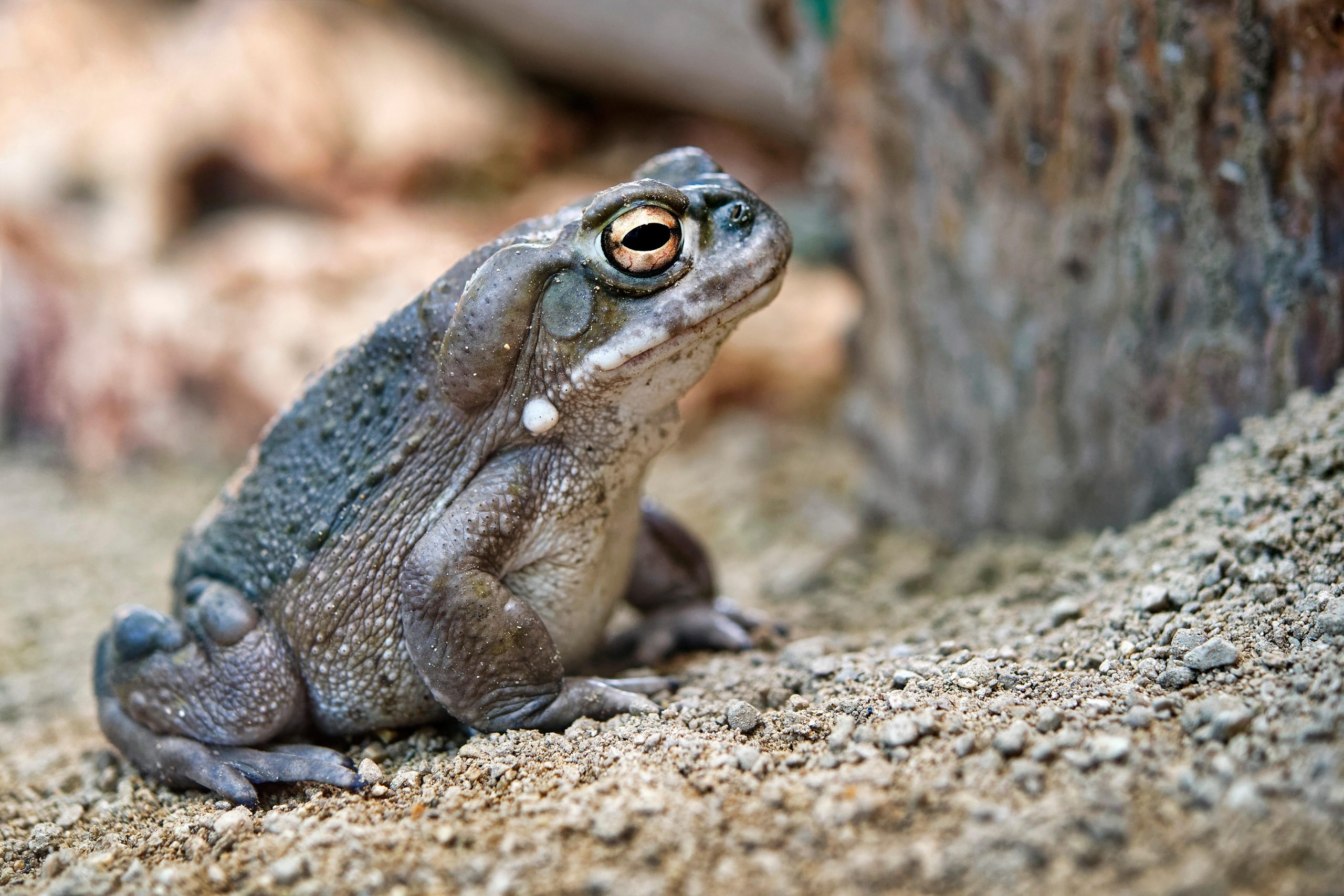 National Park Service asks people to ‘please refrain from licking’ toxin-rich toads