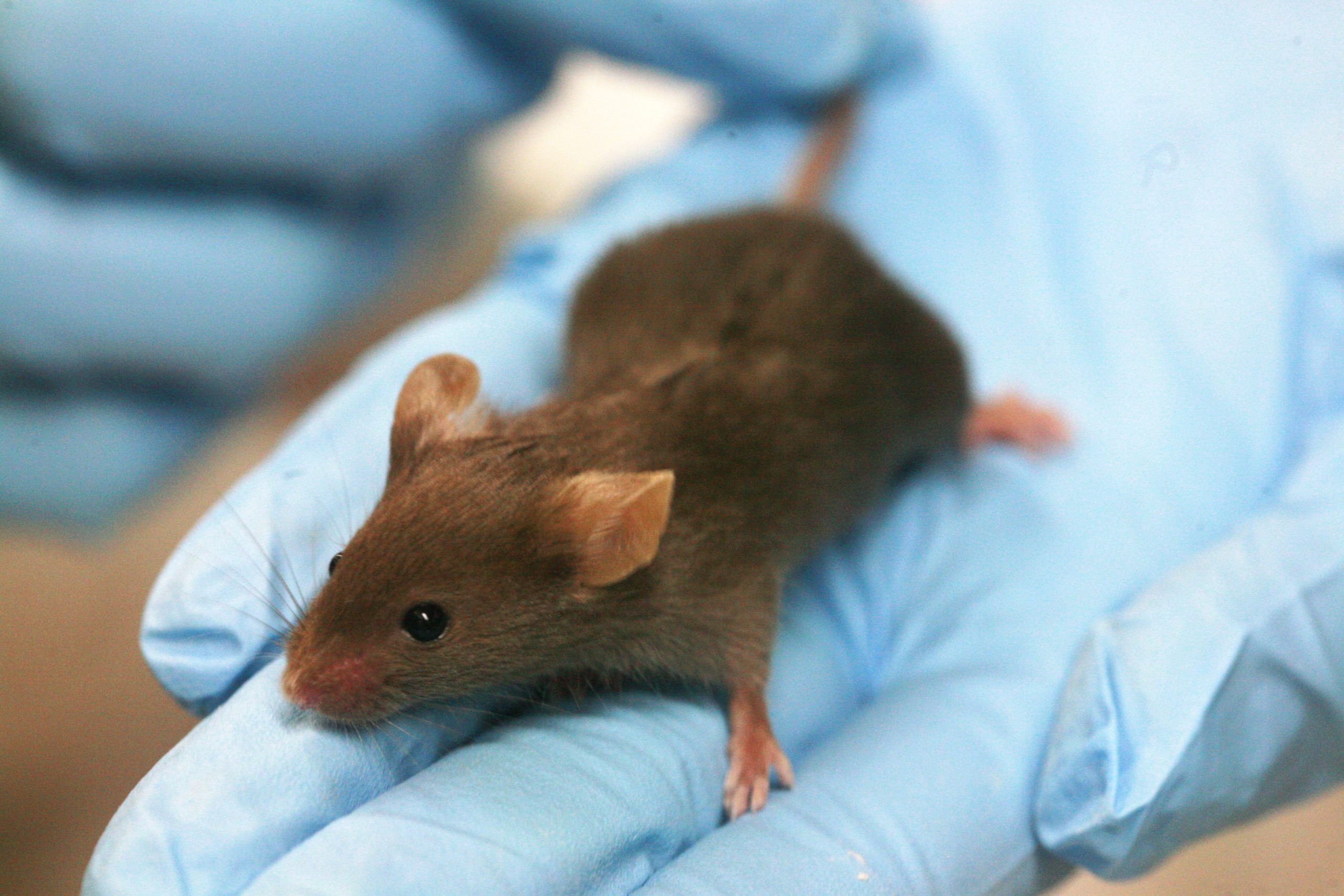 Boston Univ. creates COVID-19 strain with 80% mortality rate in mice