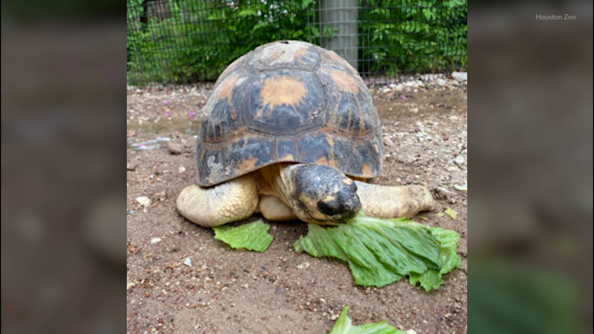 A big dill: 90-year old tortoise Mr. Pickles has babies after radiation treatment